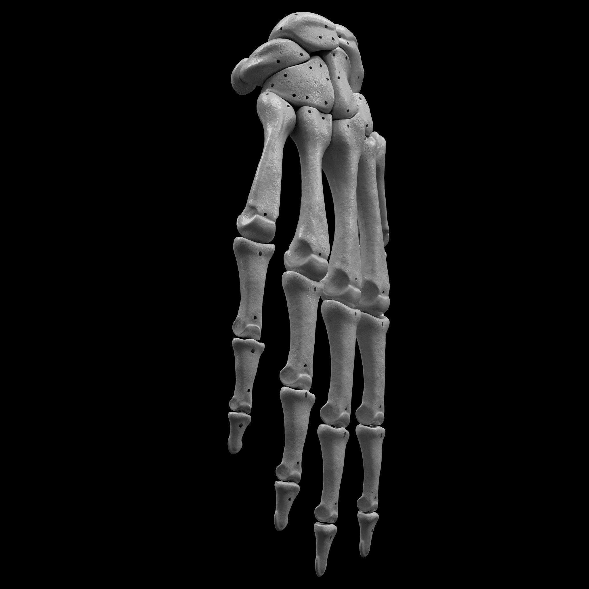 Skeleton - Skeletal System - 3D Printing 3D print model_63