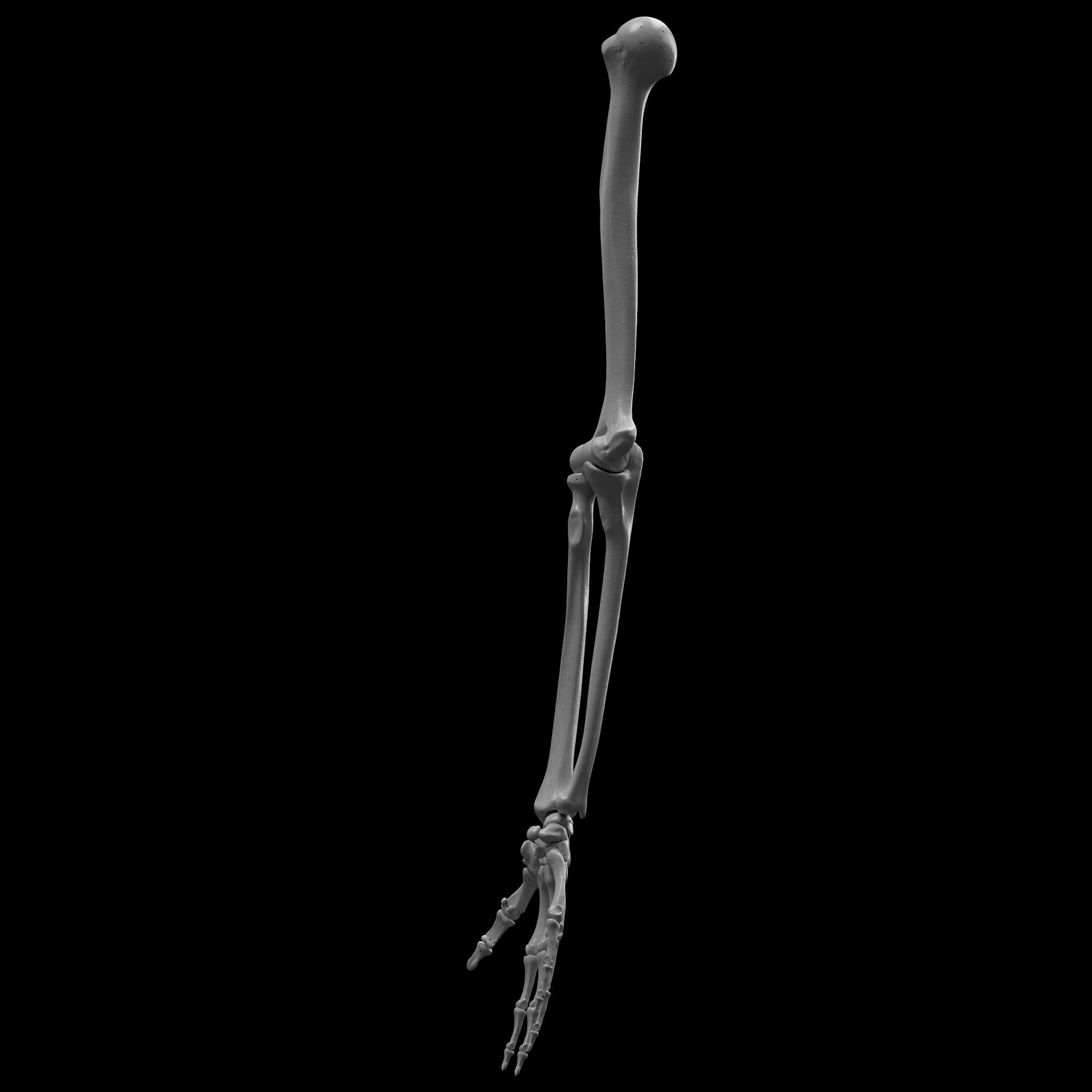 Skeleton - Skeletal System - 3D Printing 3D print model_48