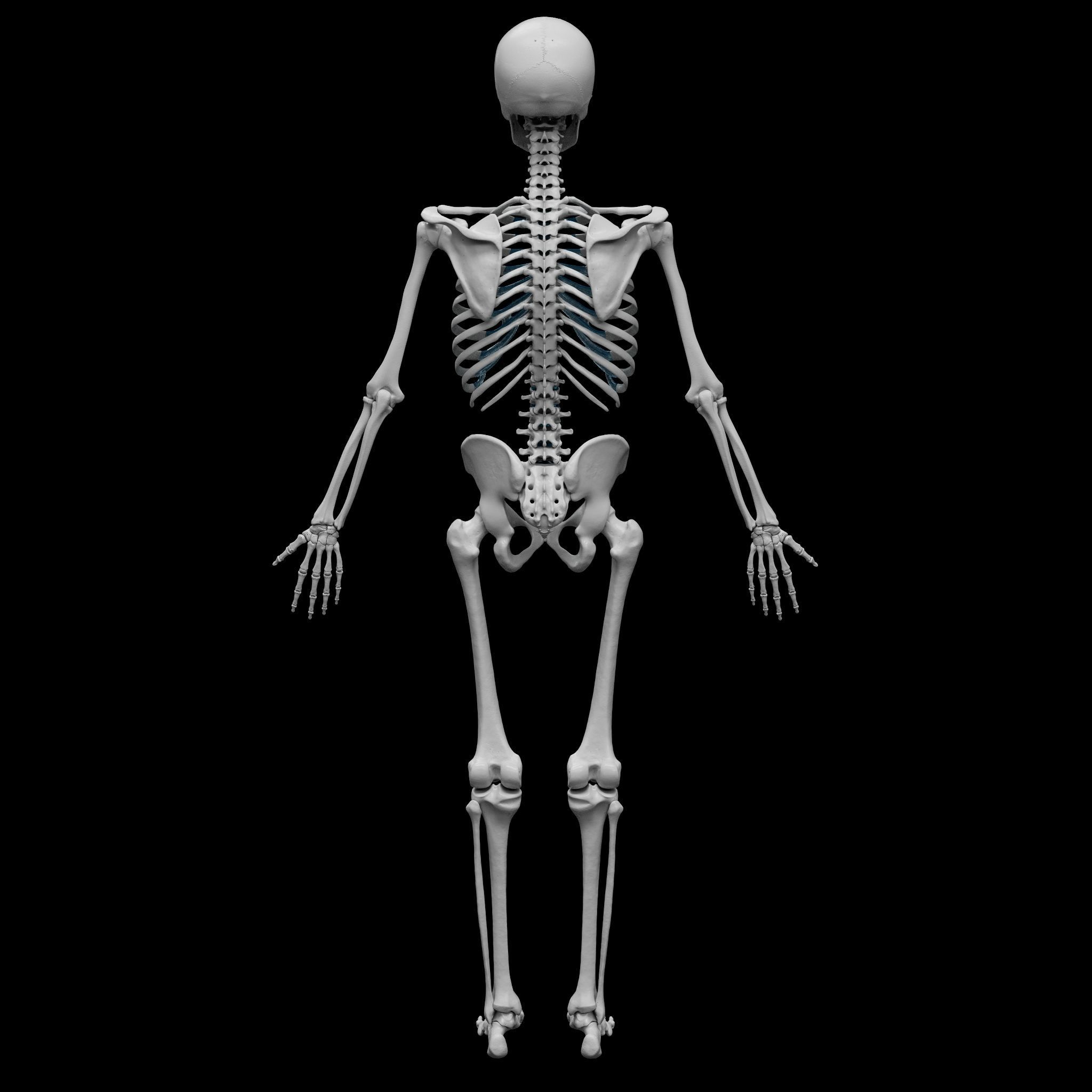 Skeleton - Skeletal System - 3D Printing 3D print model_15