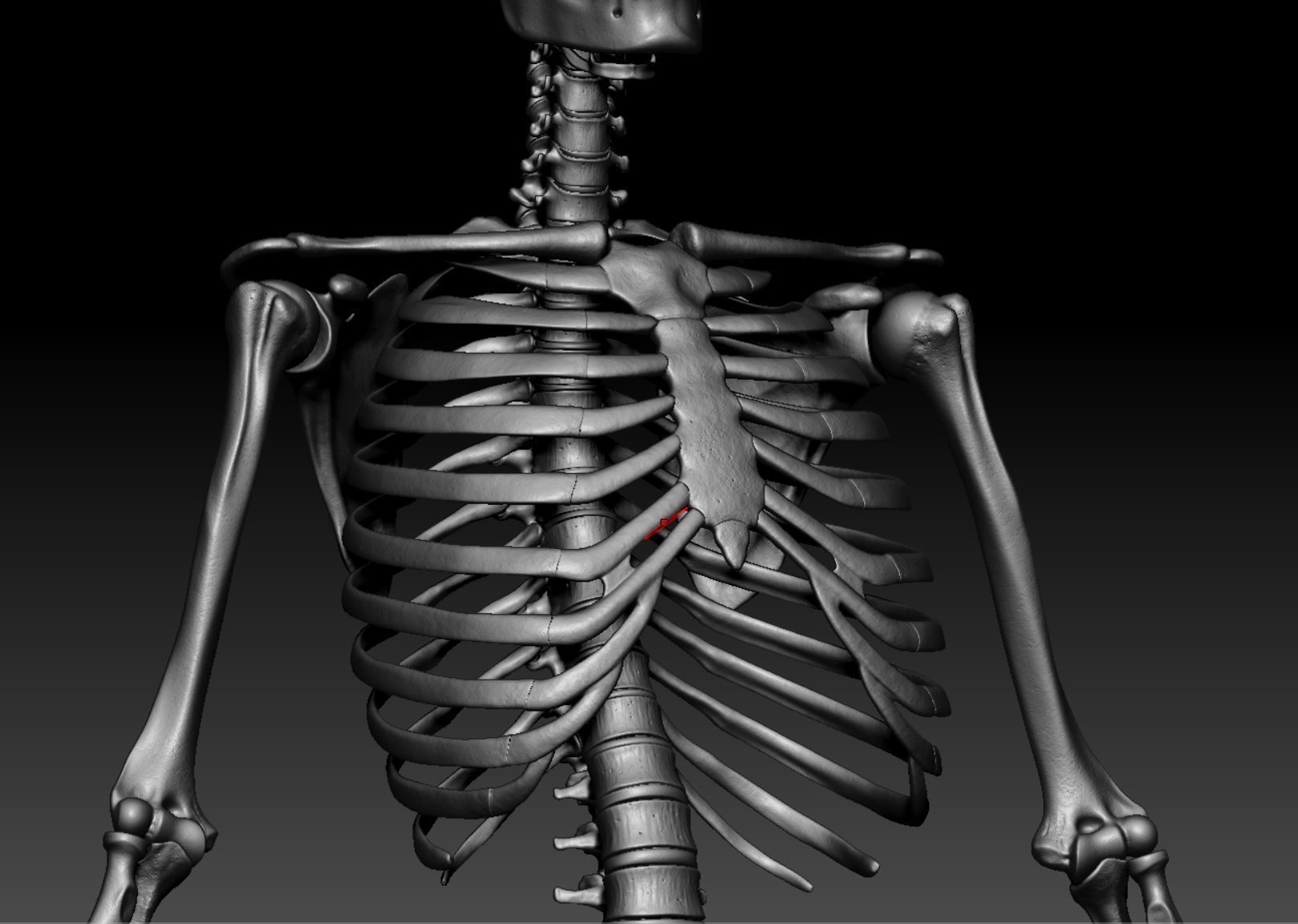 Skeleton - Skeletal System - 3D Printing 3D print model_134