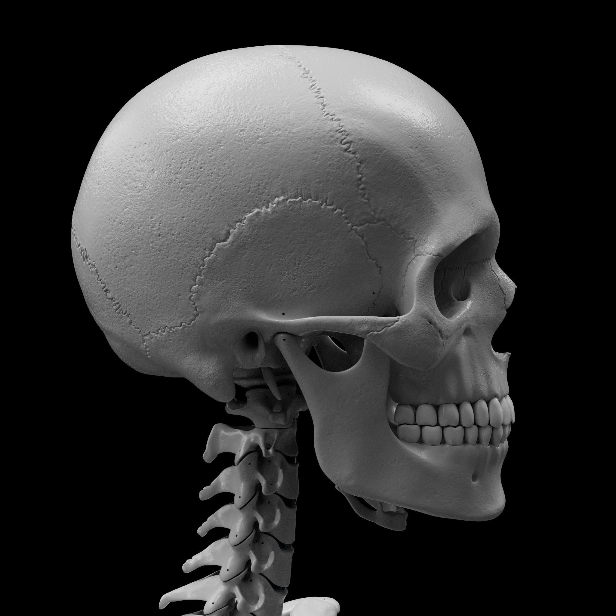 Skeleton - Skeletal System - 3D Printing 3D print model_20