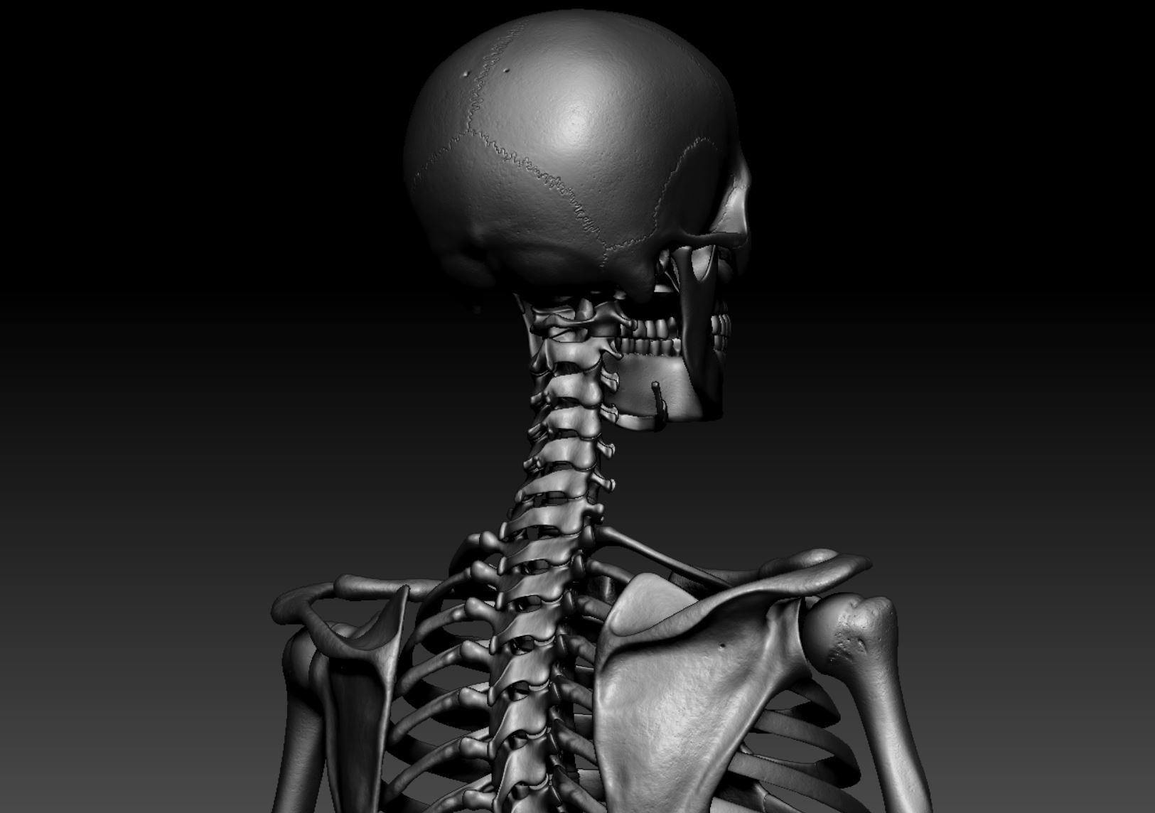 Skeleton - Skeletal System - 3D Printing 3D print model_120