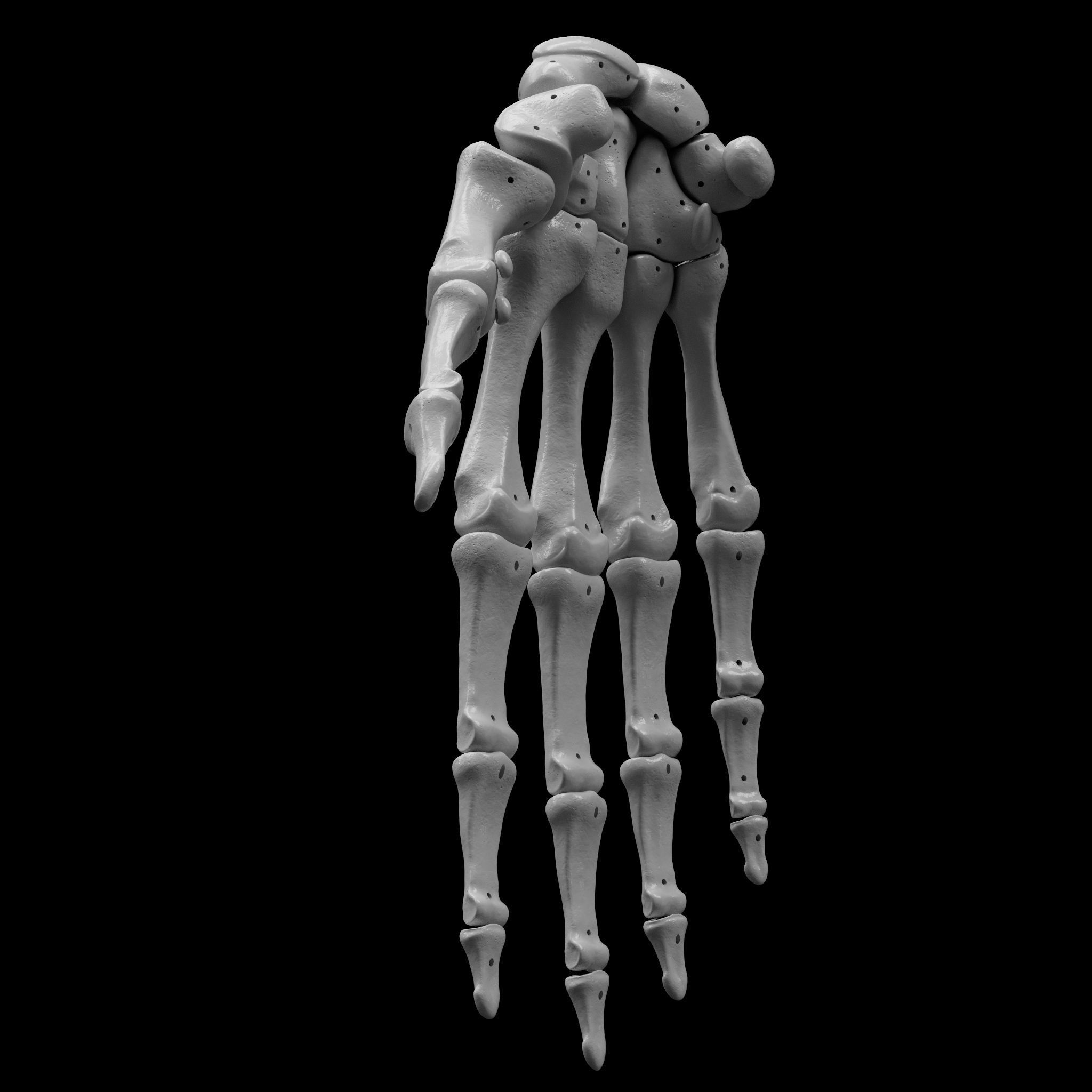 Skeleton - Skeletal System - 3D Printing 3D print model_68
