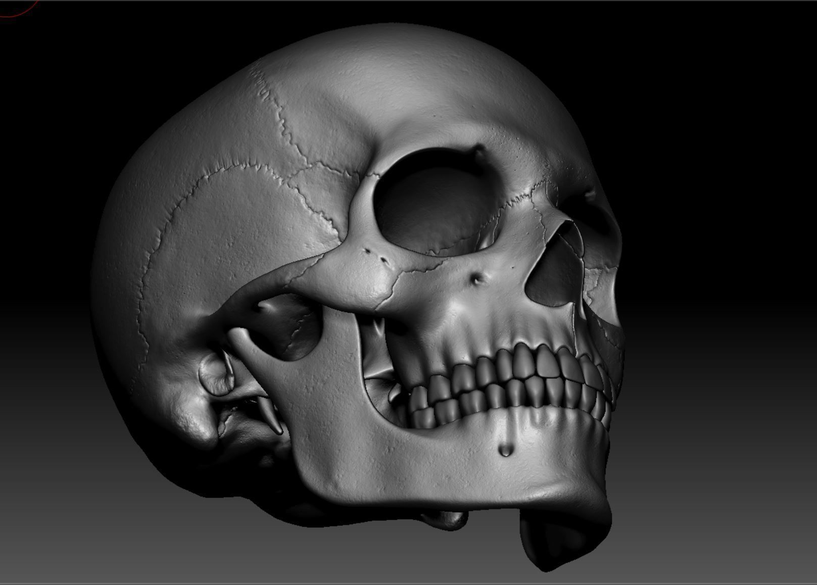 Skeleton - Skeletal System - 3D Printing 3D print model_138