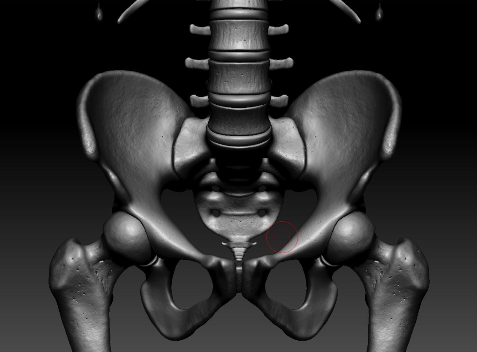 Skeleton - Skeletal System - 3D Printing 3D print model_128