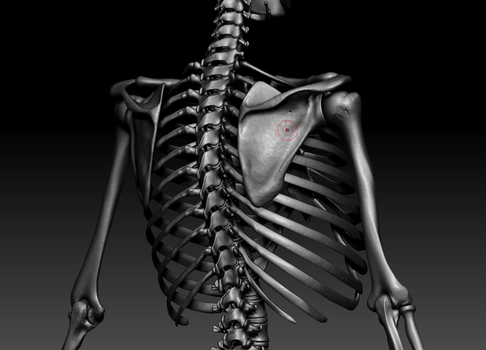 Skeleton - Skeletal System - 3D Printing 3D print model_124