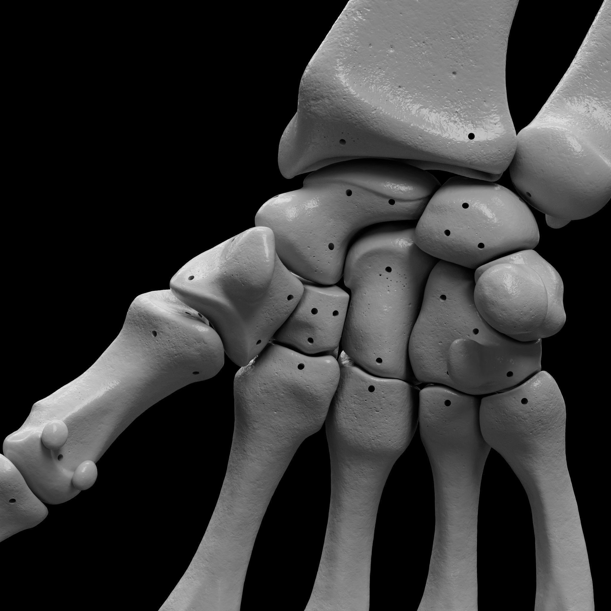 Skeleton - Skeletal System - 3D Printing 3D print model_59