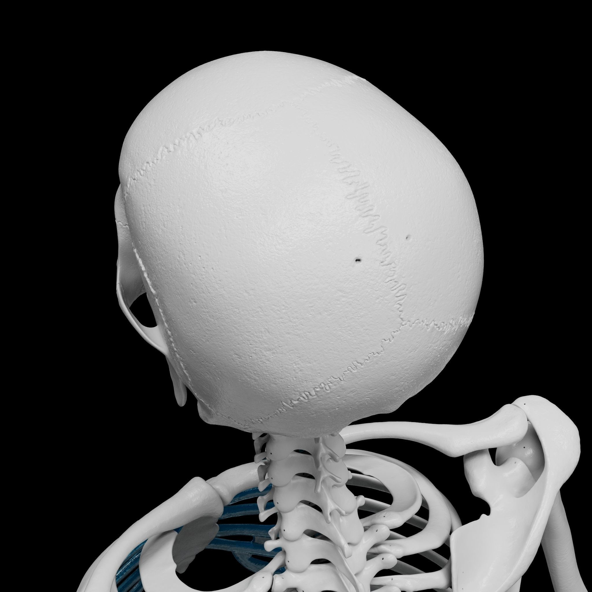 Skeleton - Skeletal System - 3D Printing 3D print model_23