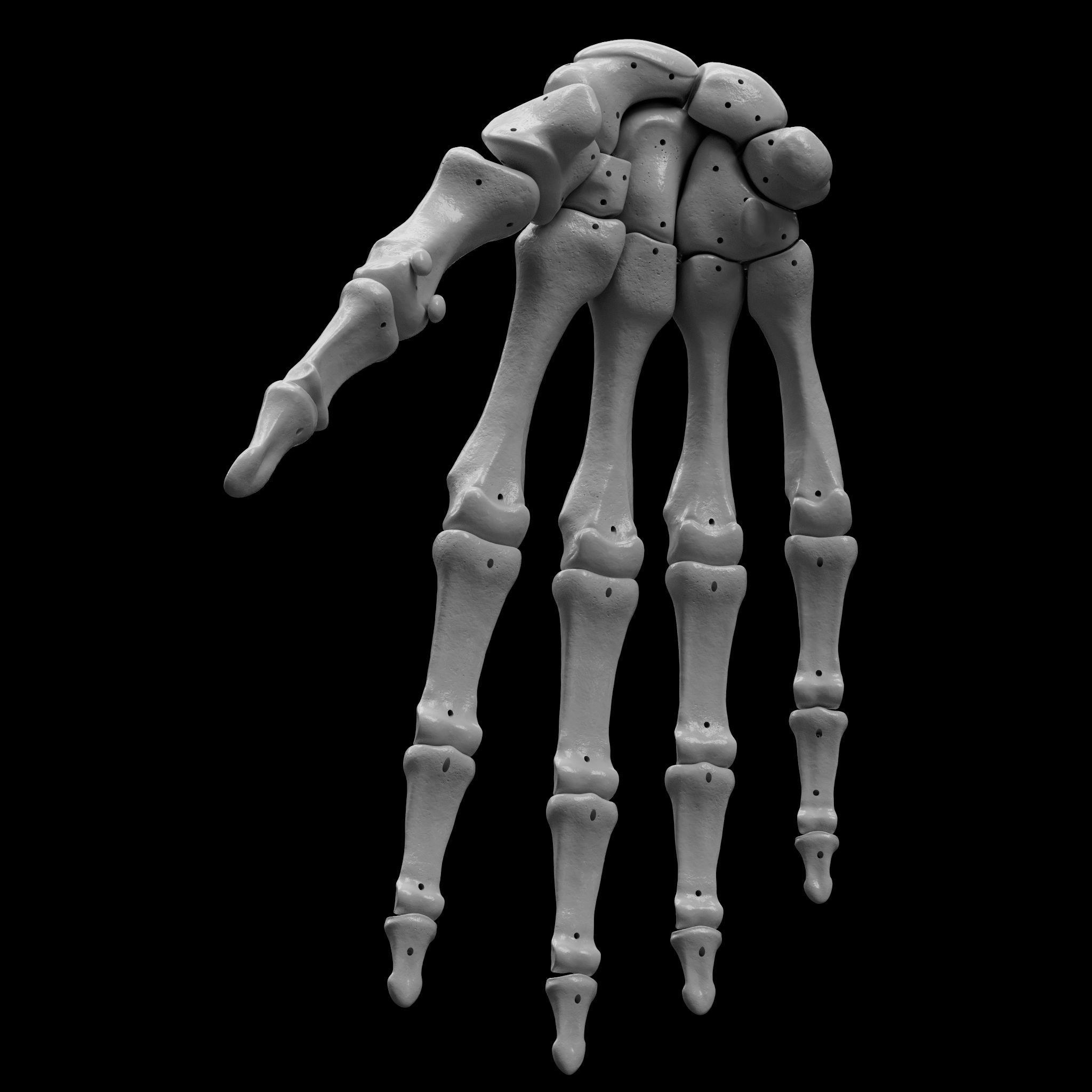Skeleton - Skeletal System - 3D Printing 3D print model_70
