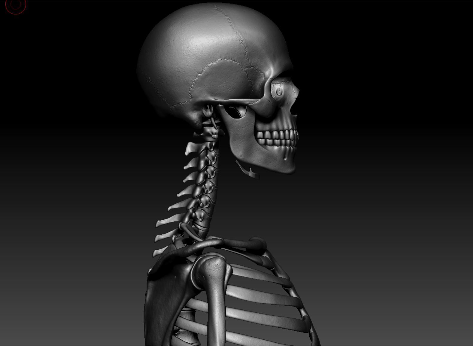 Skeleton - Skeletal System - 3D Printing 3D print model_129