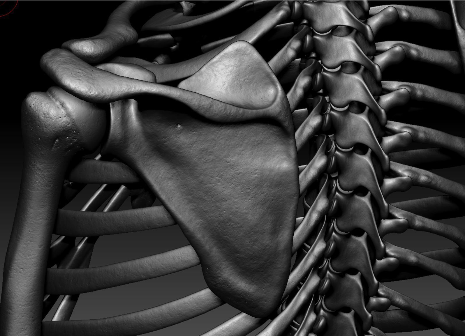 Skeleton - Skeletal System - 3D Printing 3D print model_125