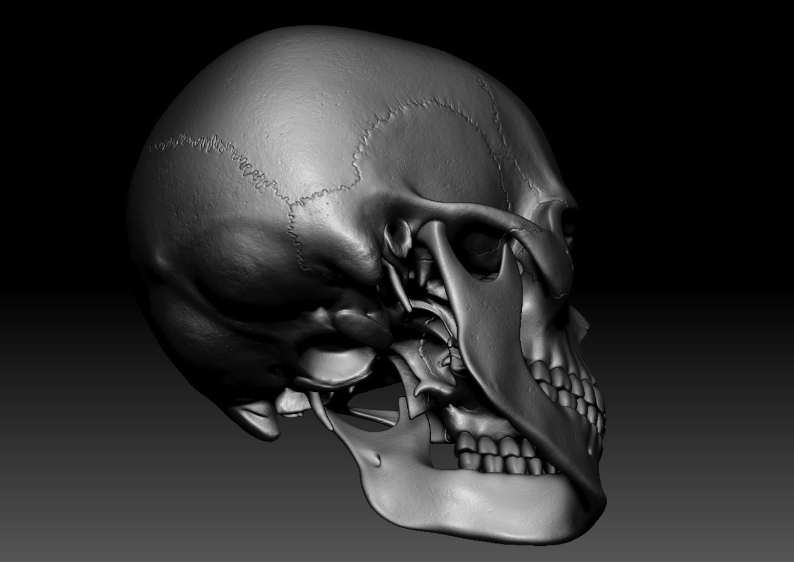Skeleton - Skeletal System - 3D Printing 3D print model_139