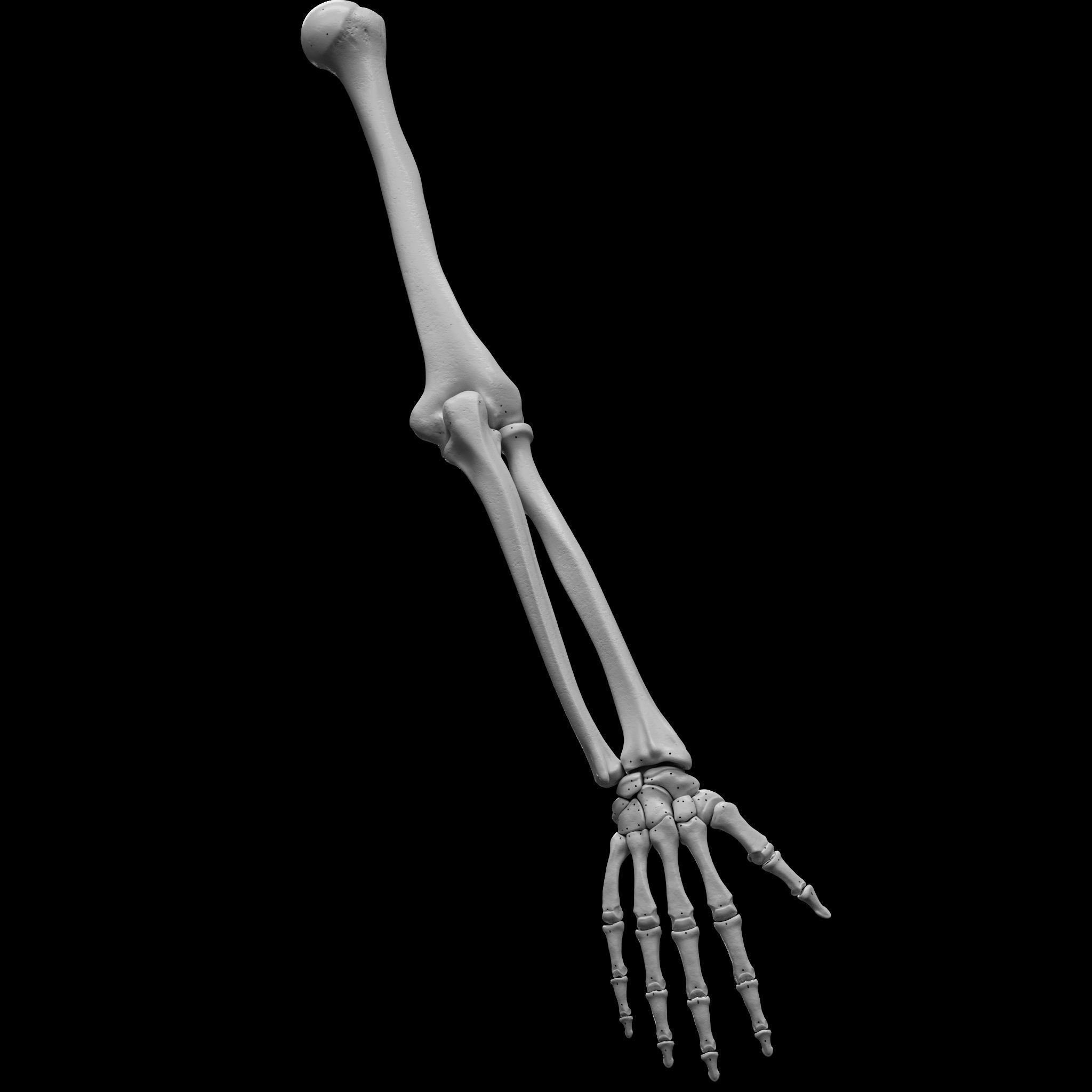 Skeleton - Skeletal System - 3D Printing 3D print model_45