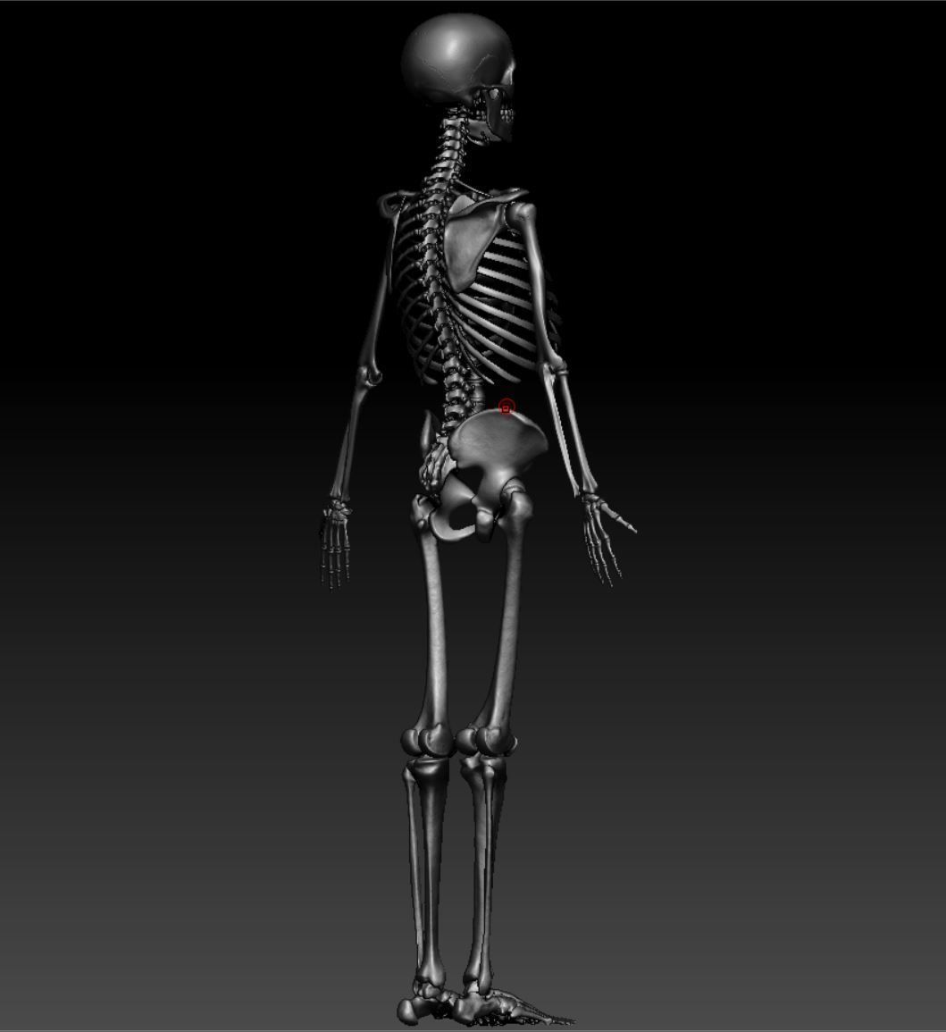Skeleton - Skeletal System - 3D Printing 3D print model_127