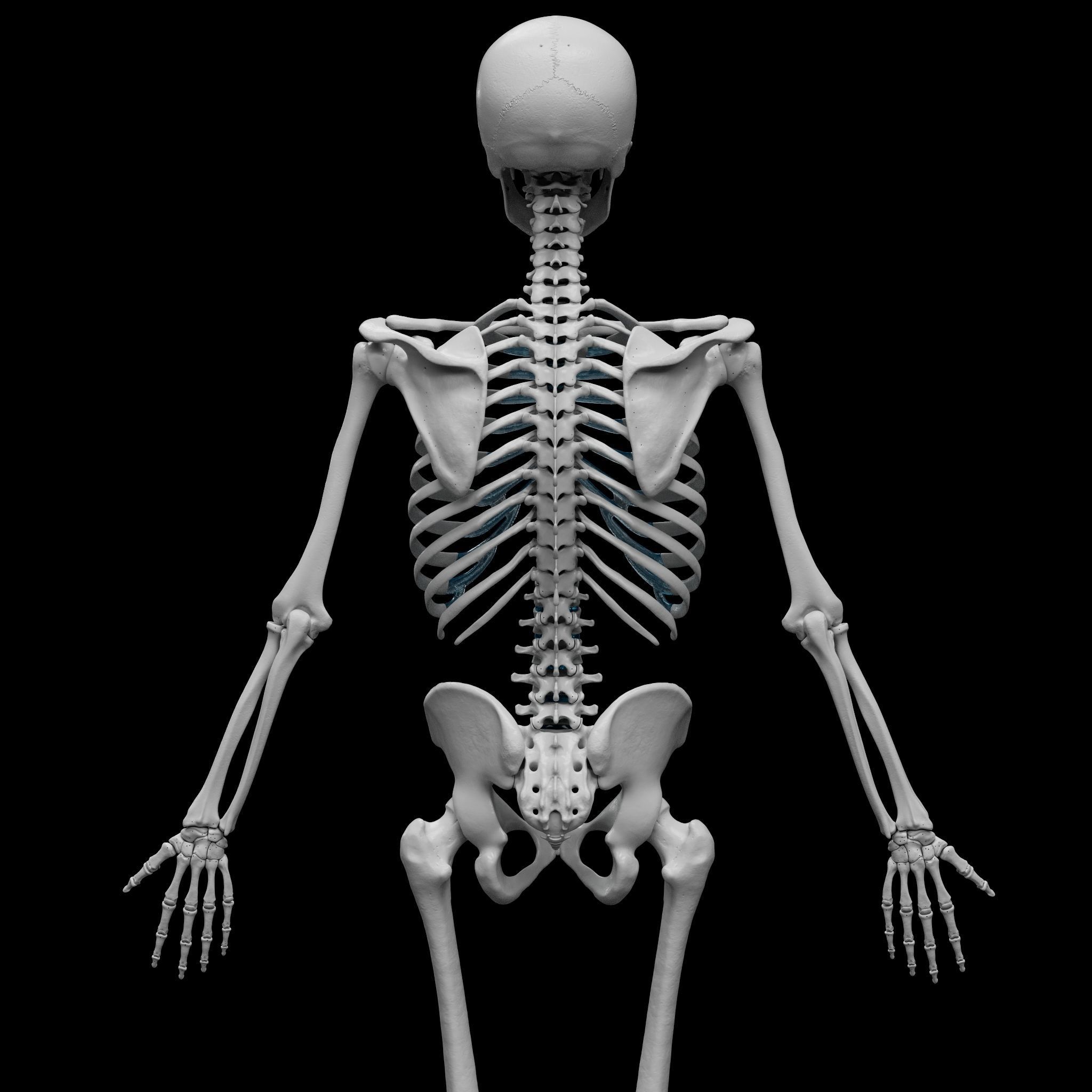 Skeleton - Skeletal System - 3D Printing 3D print model_10