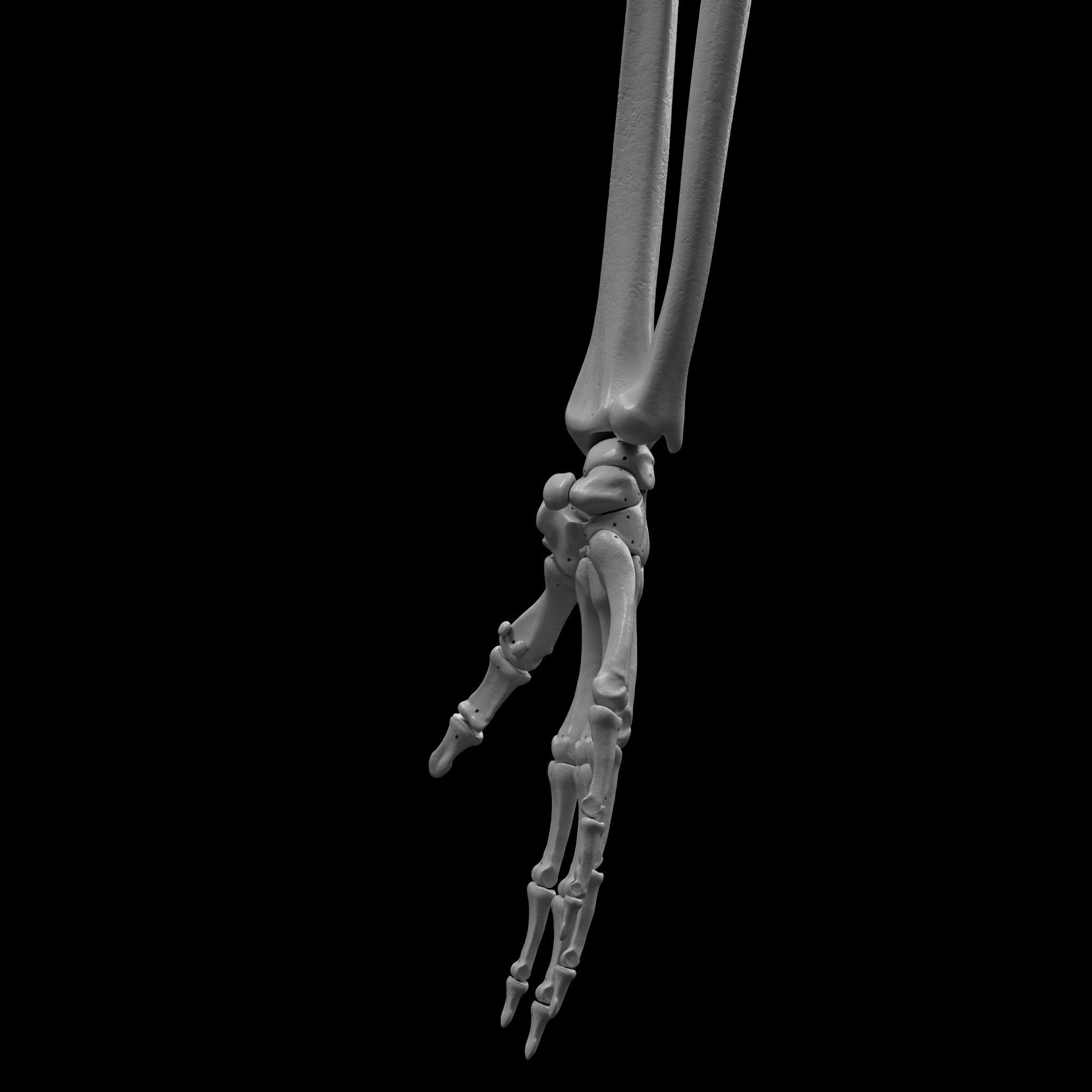 Skeleton - Skeletal System - 3D Printing 3D print model_54