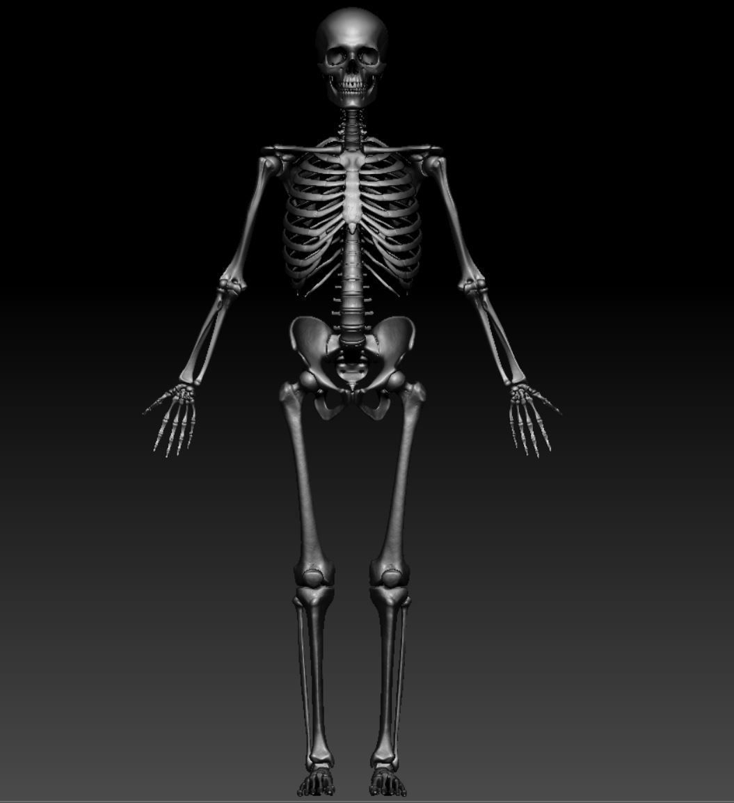 Skeleton - Skeletal System - 3D Printing 3D print model_119