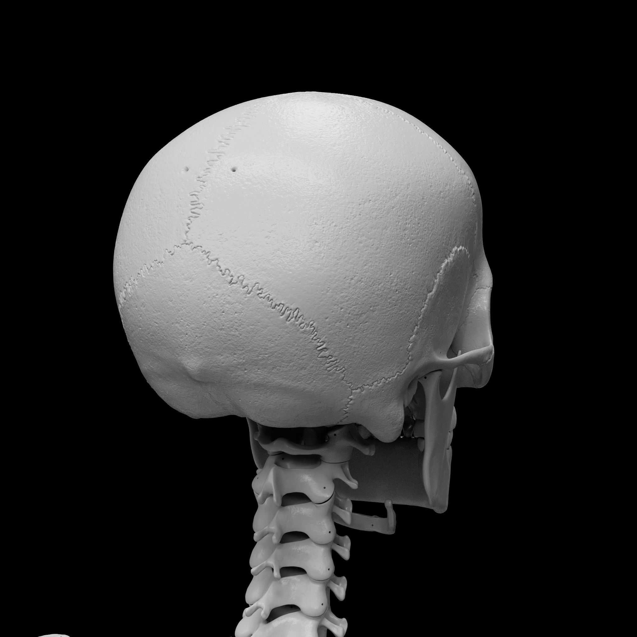 Skeleton - Skeletal System - 3D Printing 3D print model_21