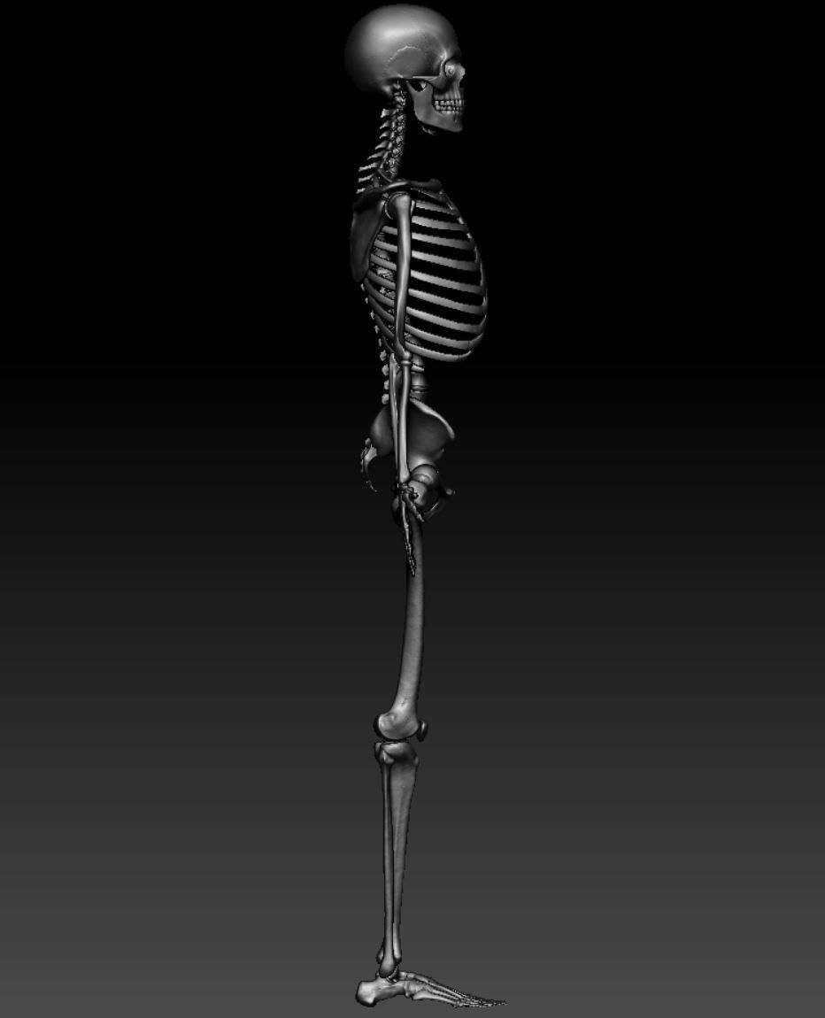 Skeleton - Skeletal System - 3D Printing 3D print model_110