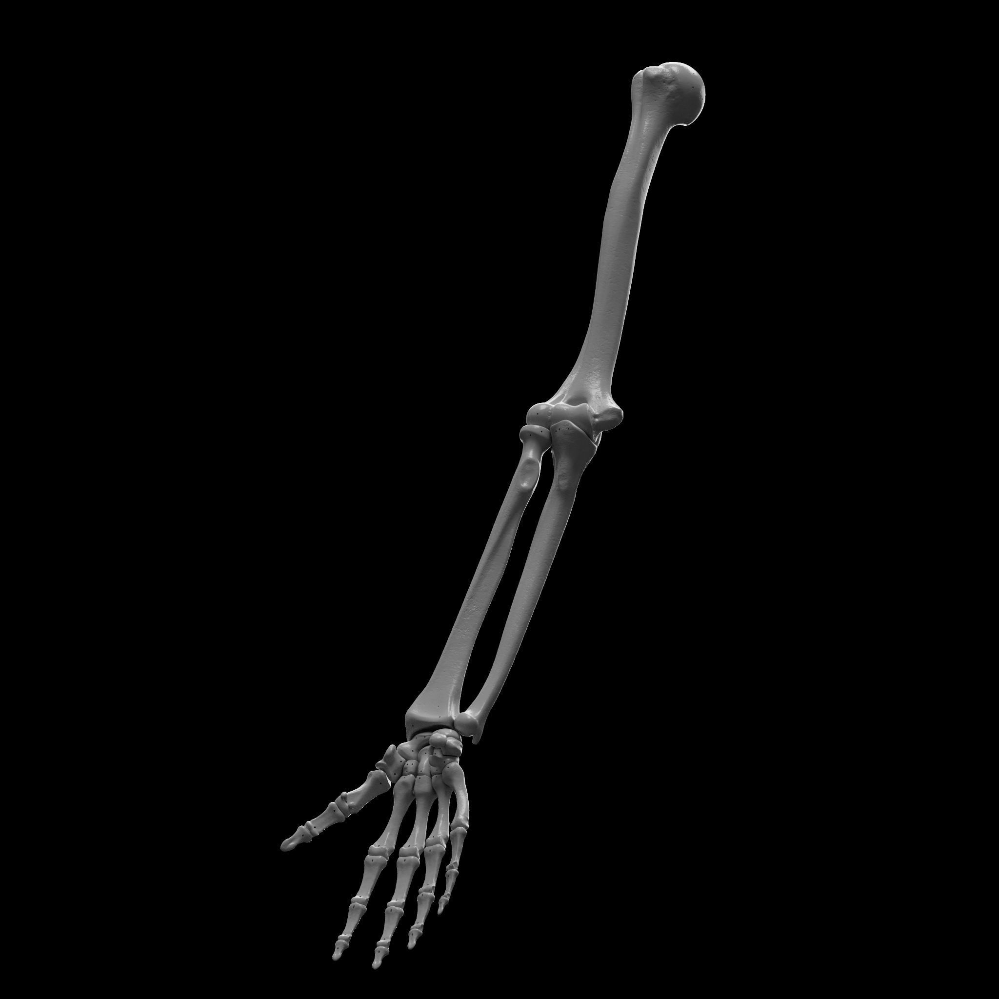 Skeleton - Skeletal System - 3D Printing 3D print model_50