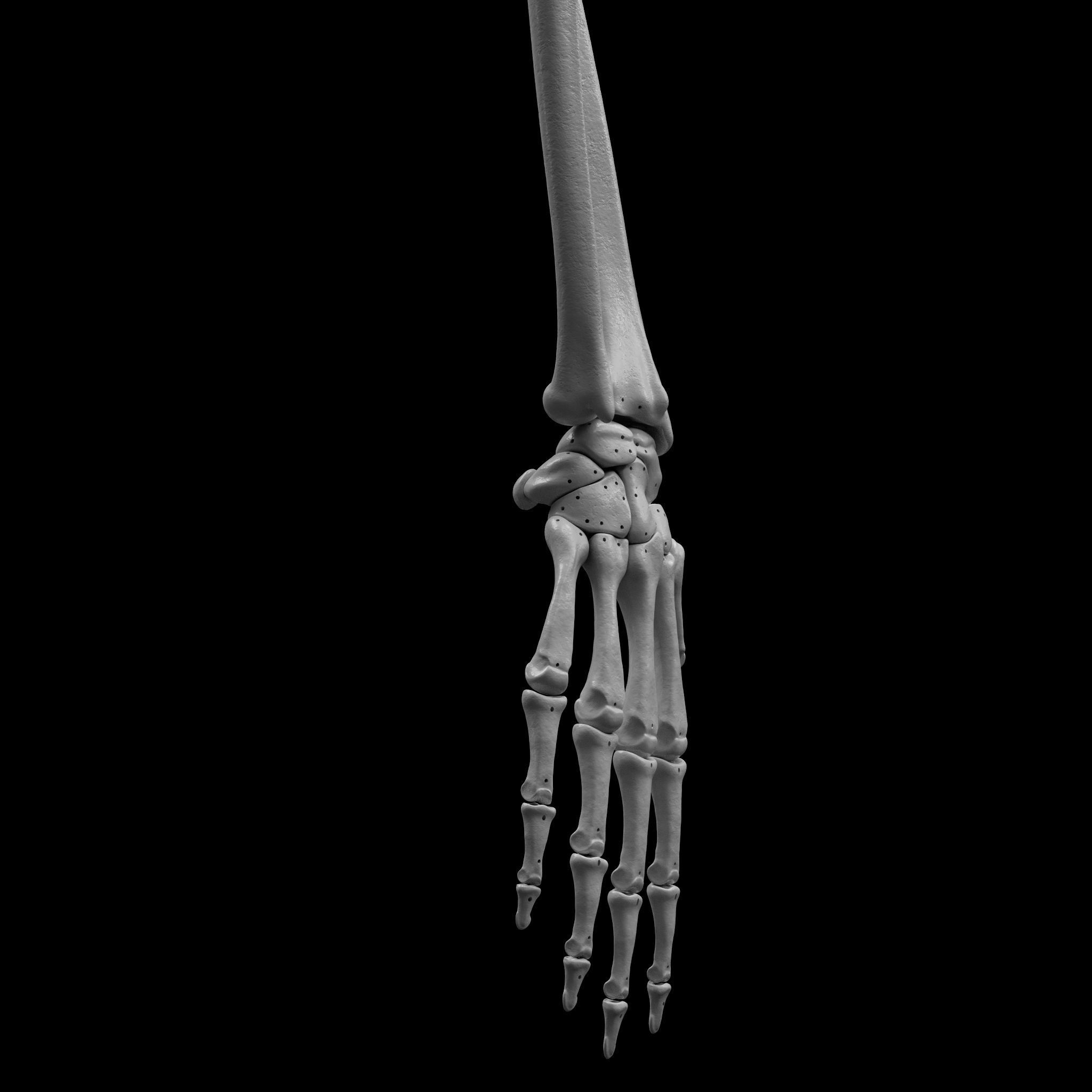 Skeleton - Skeletal System - 3D Printing 3D print model_47