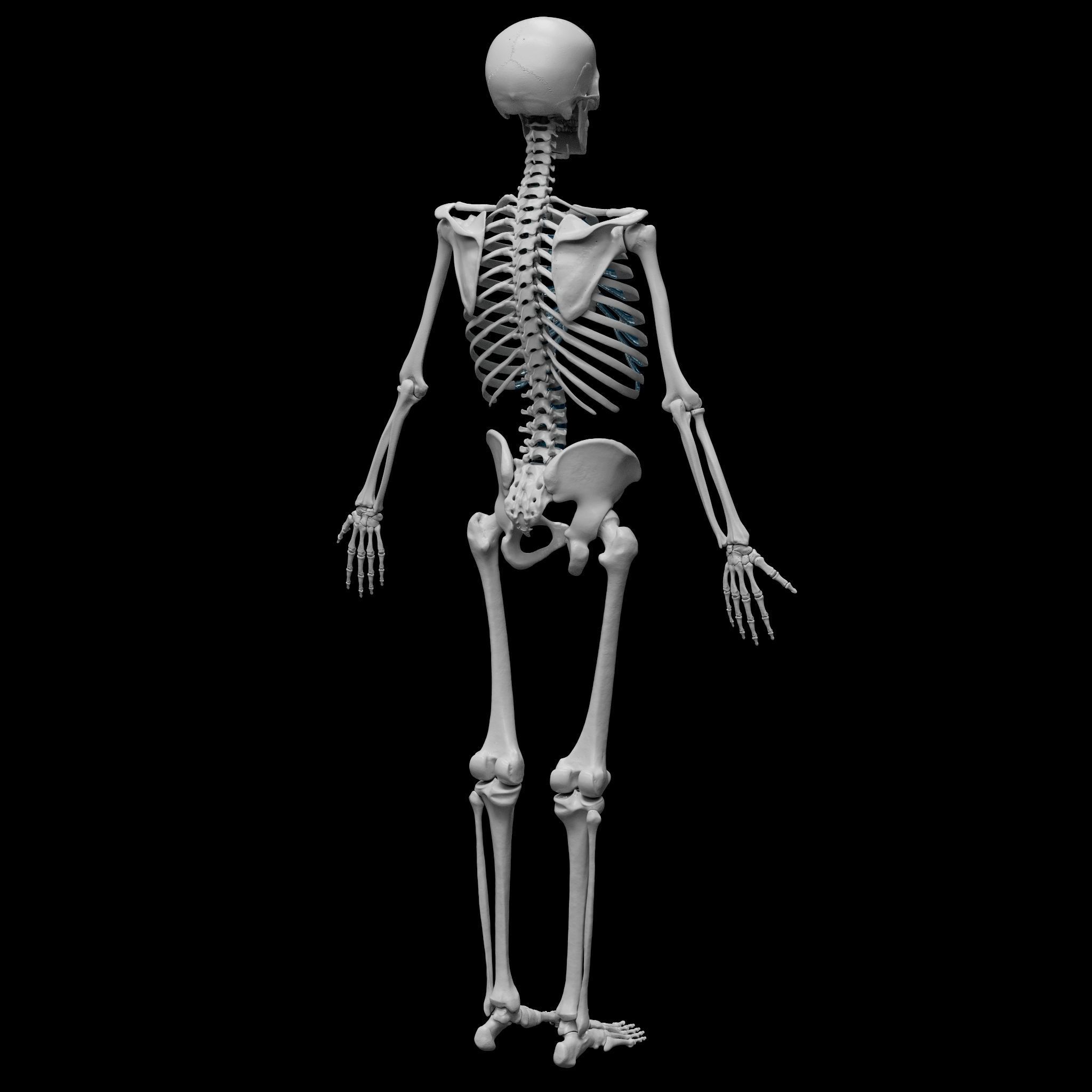 Skeleton - Skeletal System - 3D Printing 3D print model_14