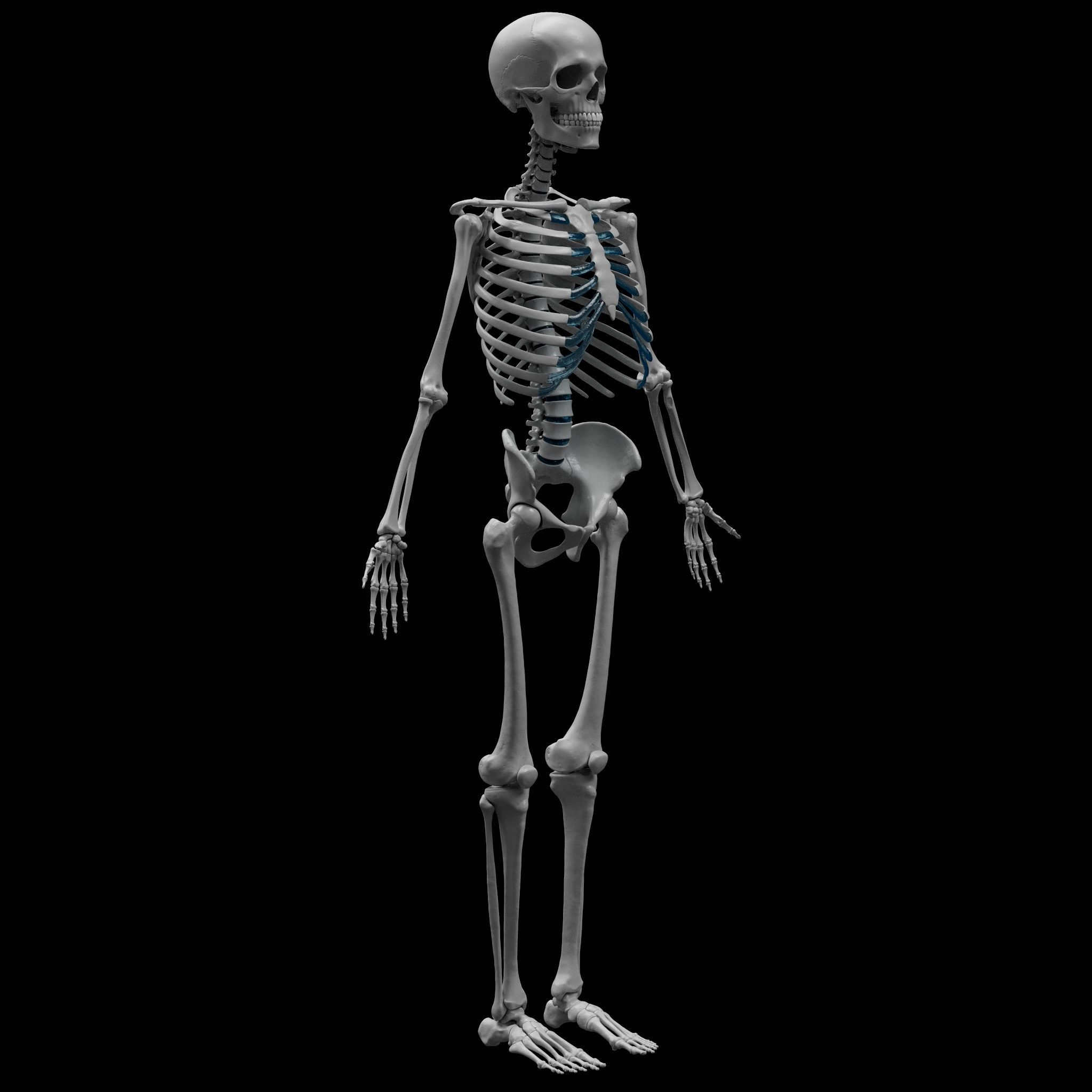 Skeleton - Skeletal System - 3D Printing 3D print model_12