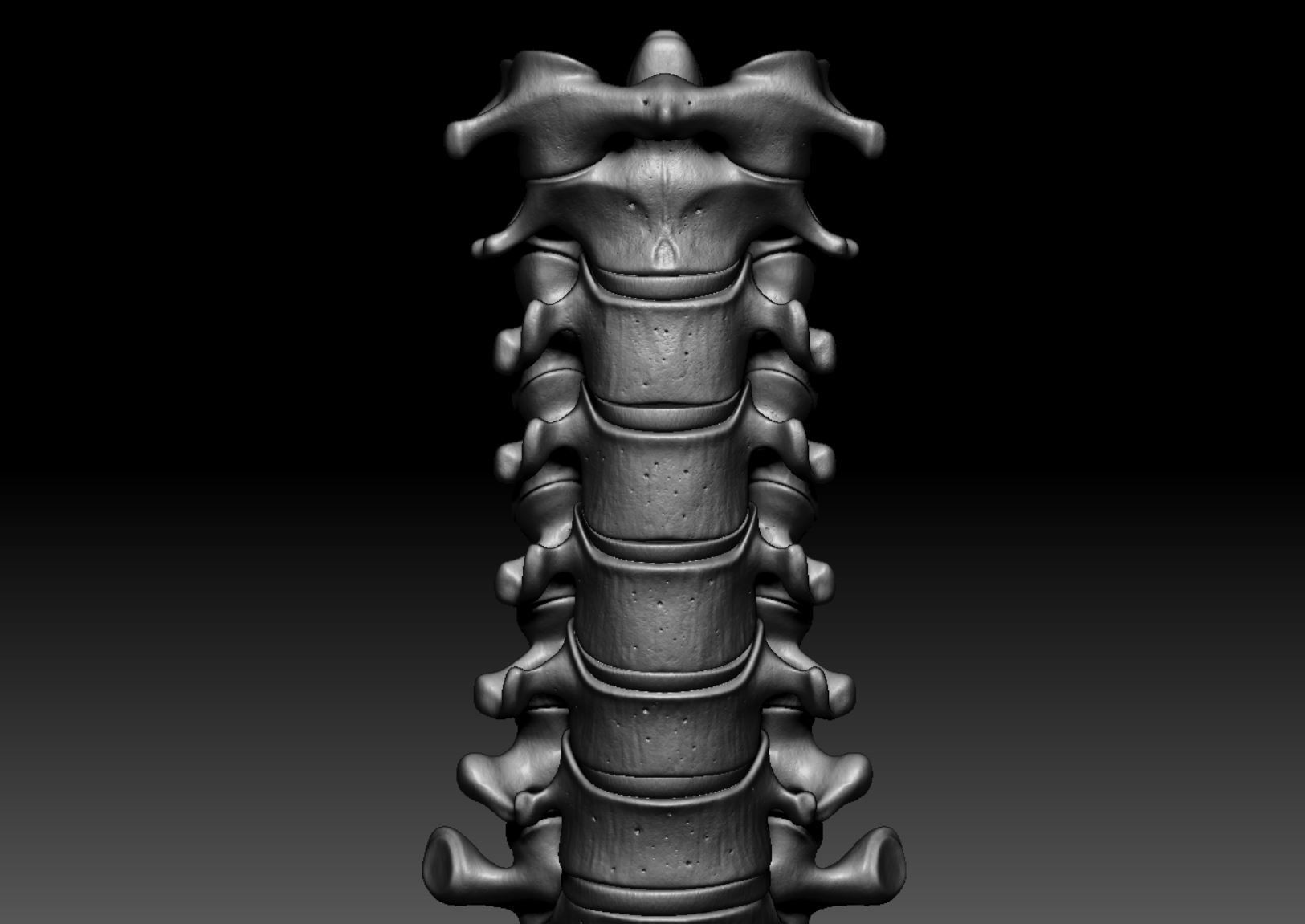 Skeleton - Skeletal System - 3D Printing 3D print model_146