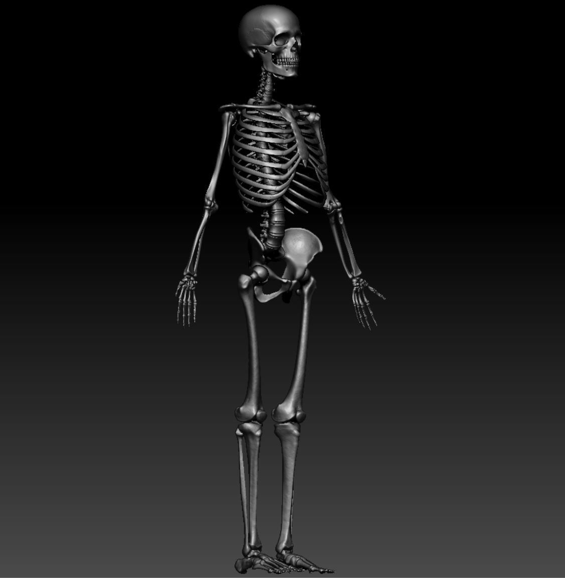 Skeleton - Skeletal System - 3D Printing 3D print model_114