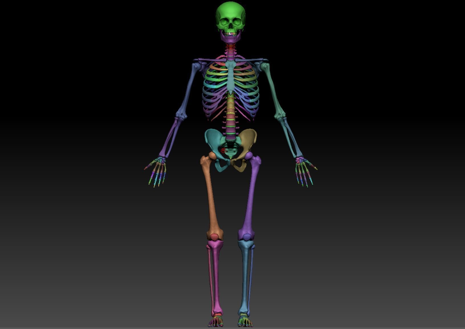 Skeleton - Skeletal System - 3D Printing 3D print model_133