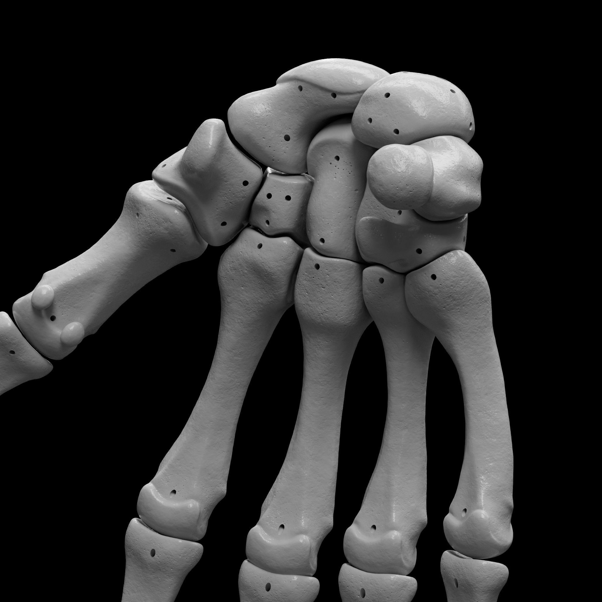 Skeleton - Skeletal System - 3D Printing 3D print model_71