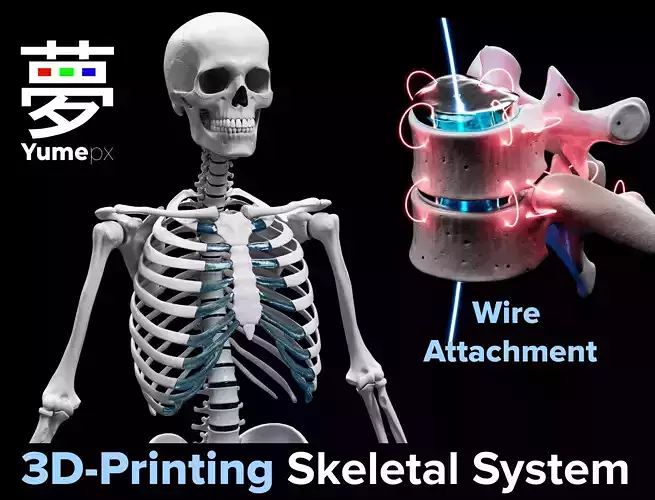 Skeleton - Skeletal System - 3D Printing 3D print model