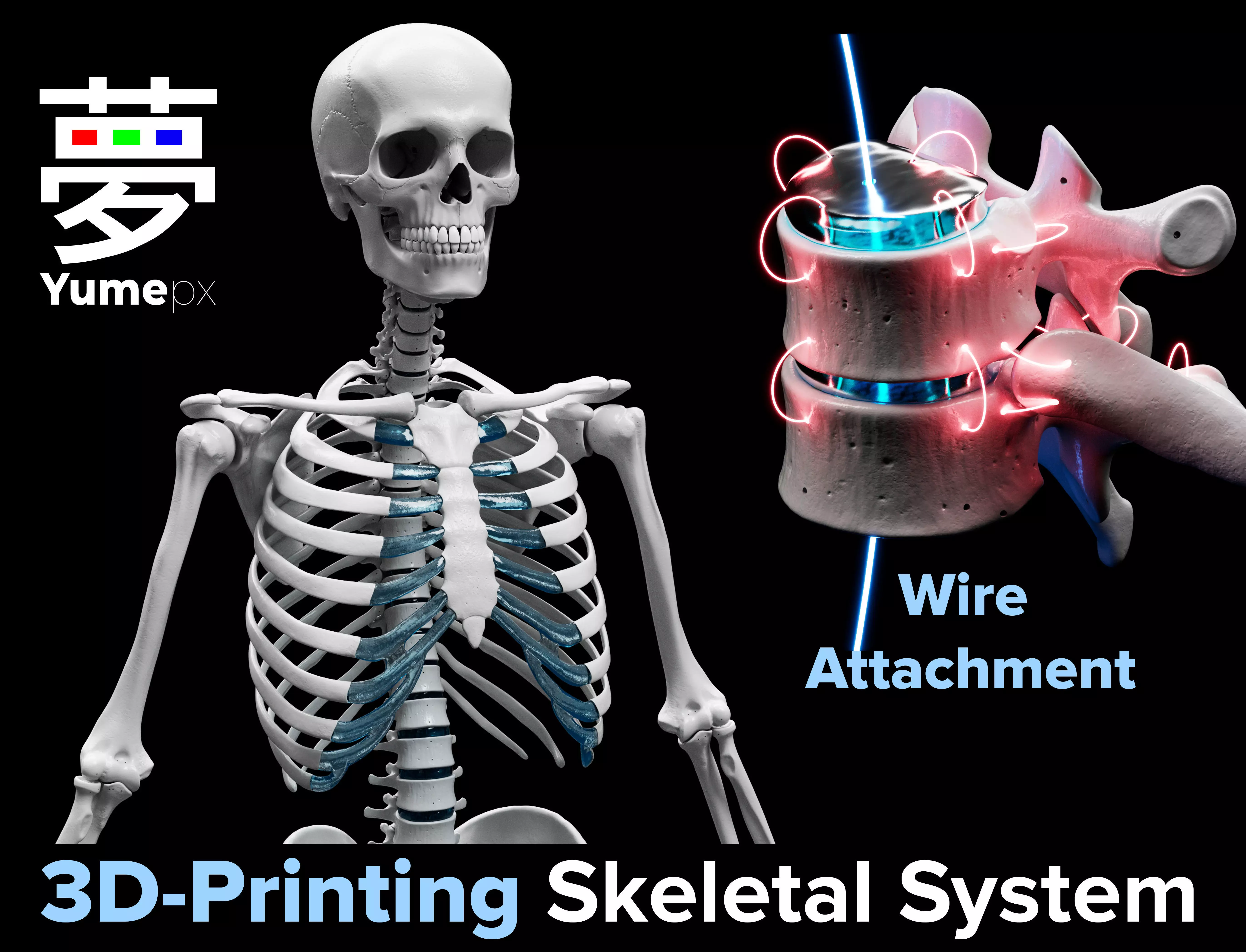 Skeleton - Skeletal System - 3D Printing 3D print model_0