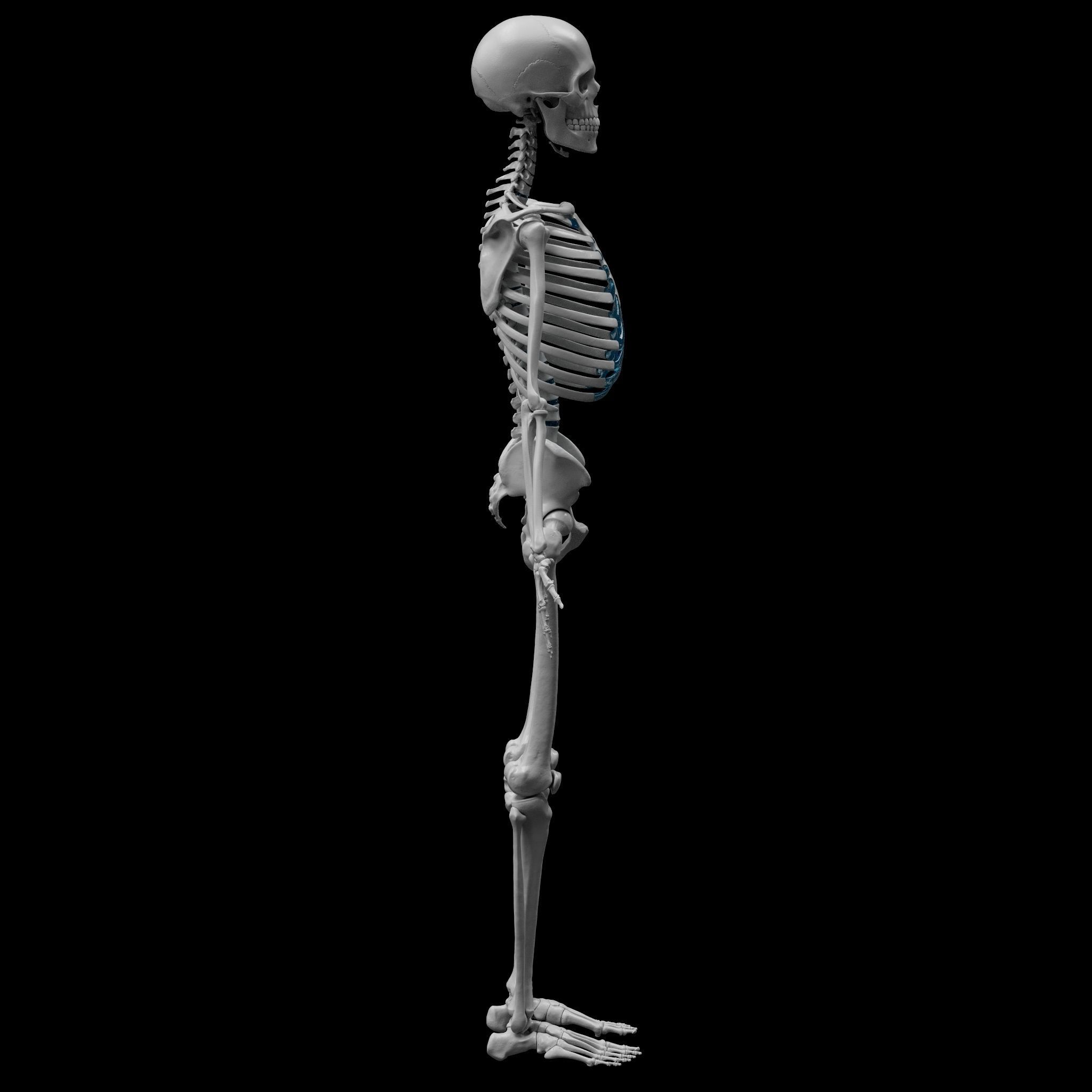 Skeleton - Skeletal System - 3D Printing 3D print model_13