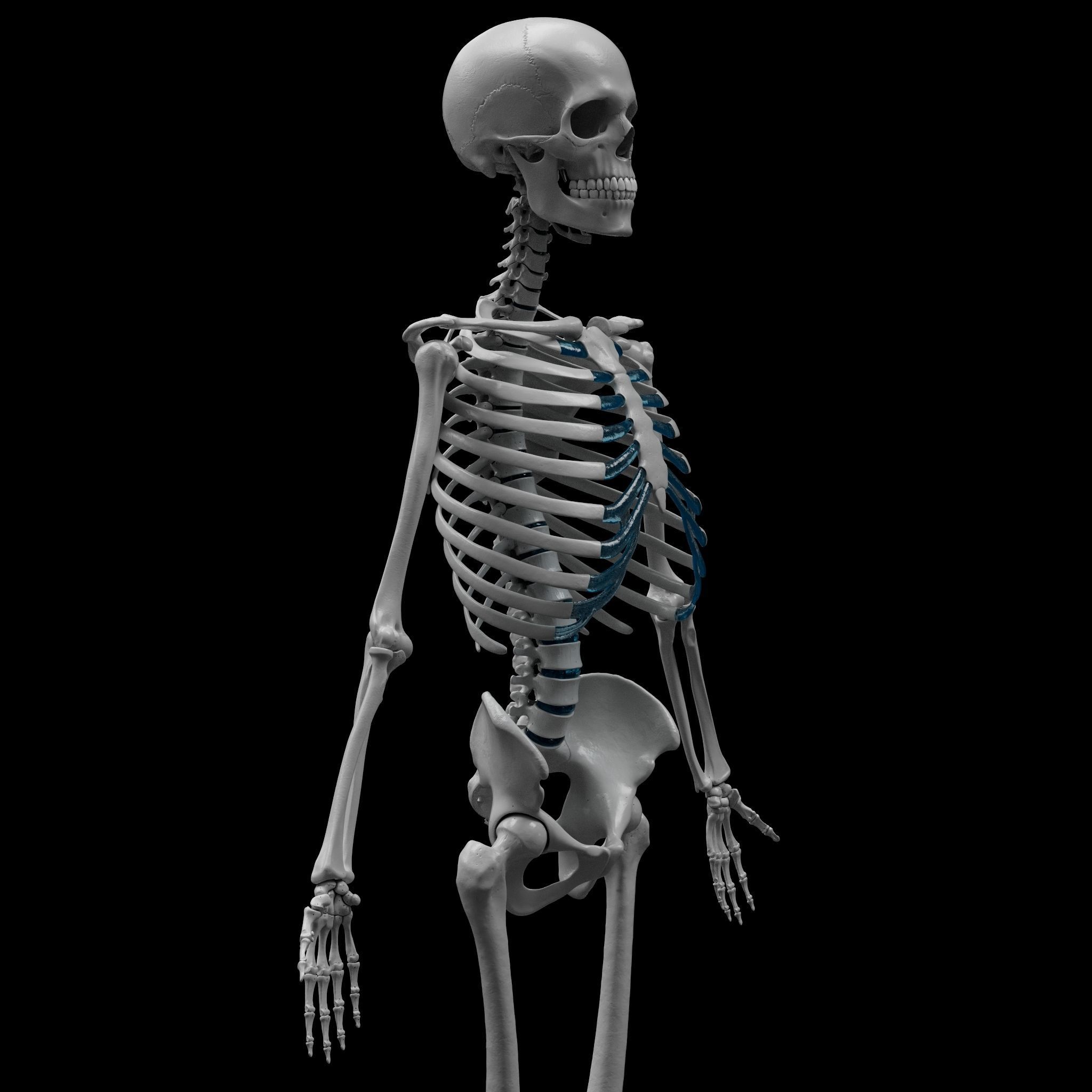 Skeleton - Skeletal System - 3D Printing 3D print model_8