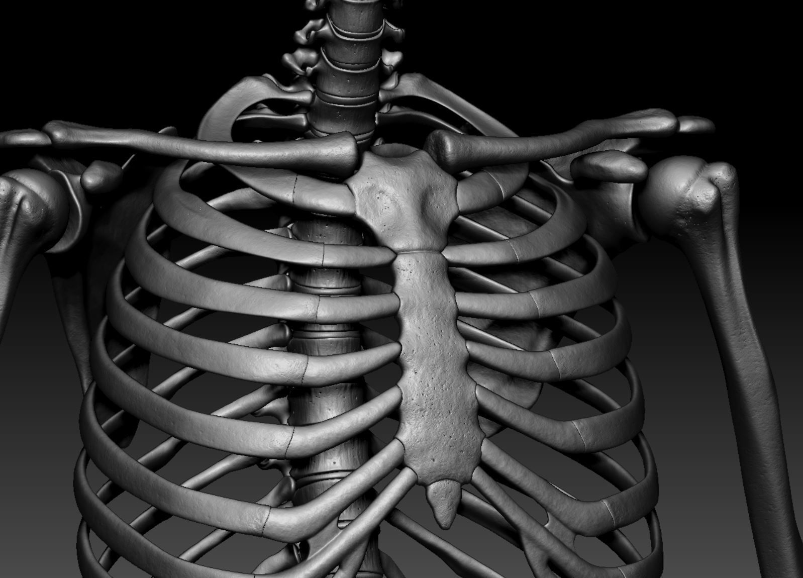 Skeleton - Skeletal System - 3D Printing 3D print model_117