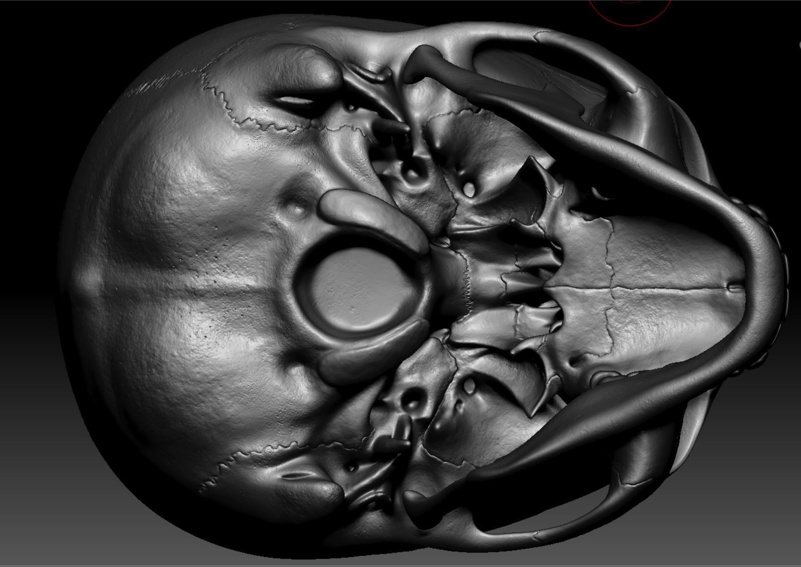 Skeleton - Skeletal System - 3D Printing 3D print model_137