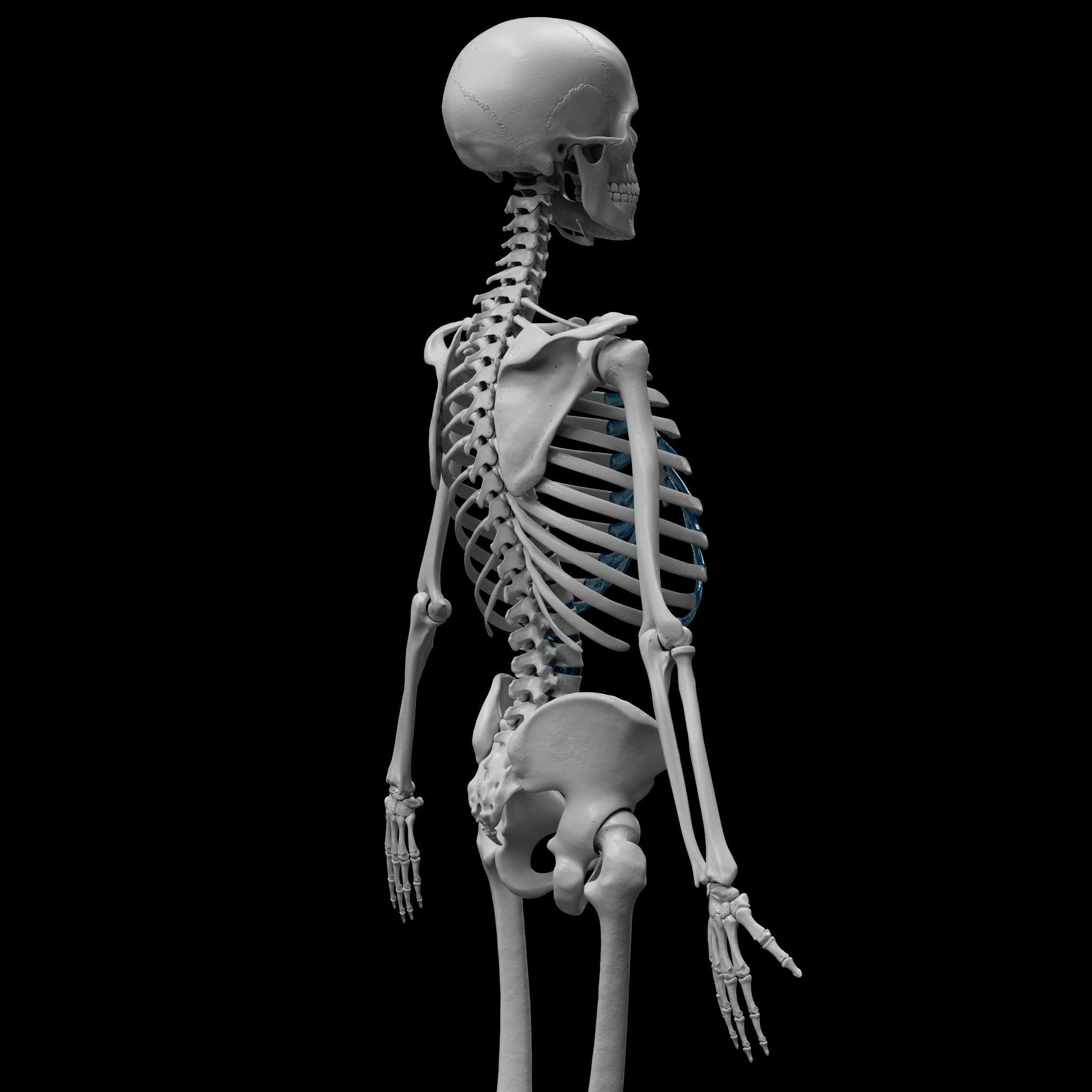 Skeleton - Skeletal System - 3D Printing 3D print model_9