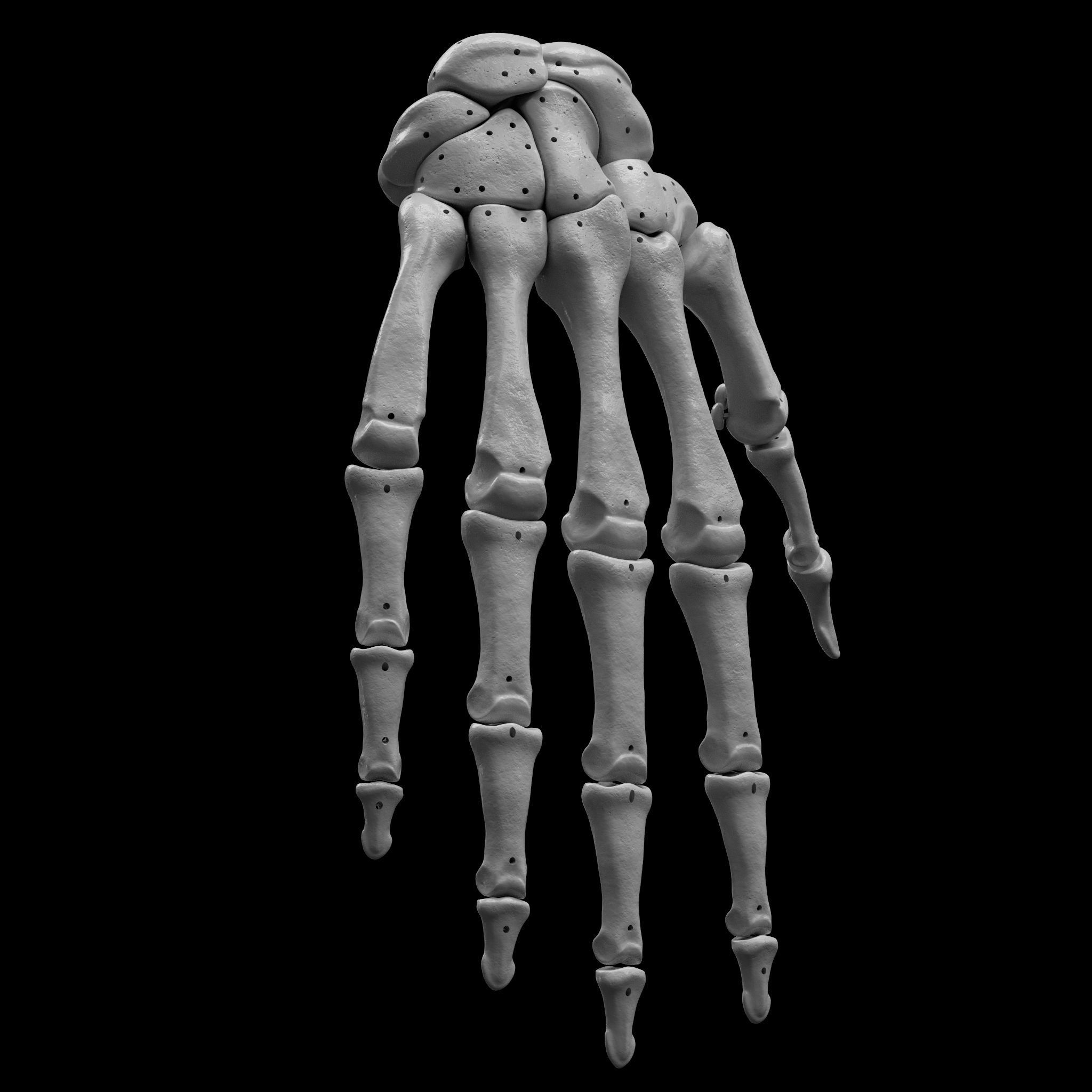 Skeleton - Skeletal System - 3D Printing 3D print model_62