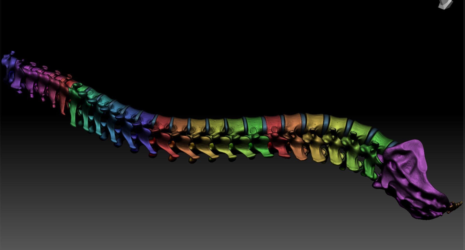 Skeleton - Skeletal System - 3D Printing 3D print model_149