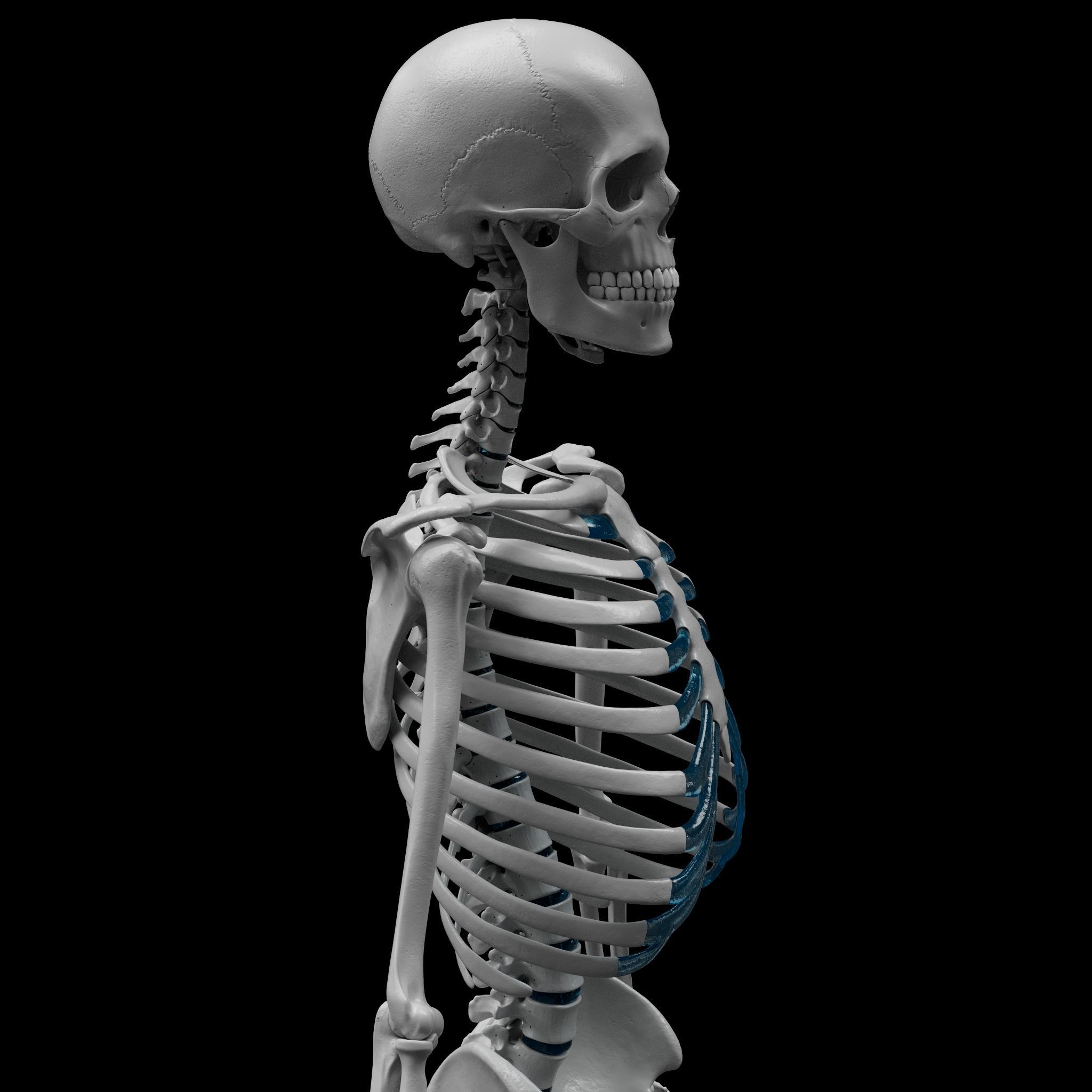 Skeleton - Skeletal System - 3D Printing 3D print model_4