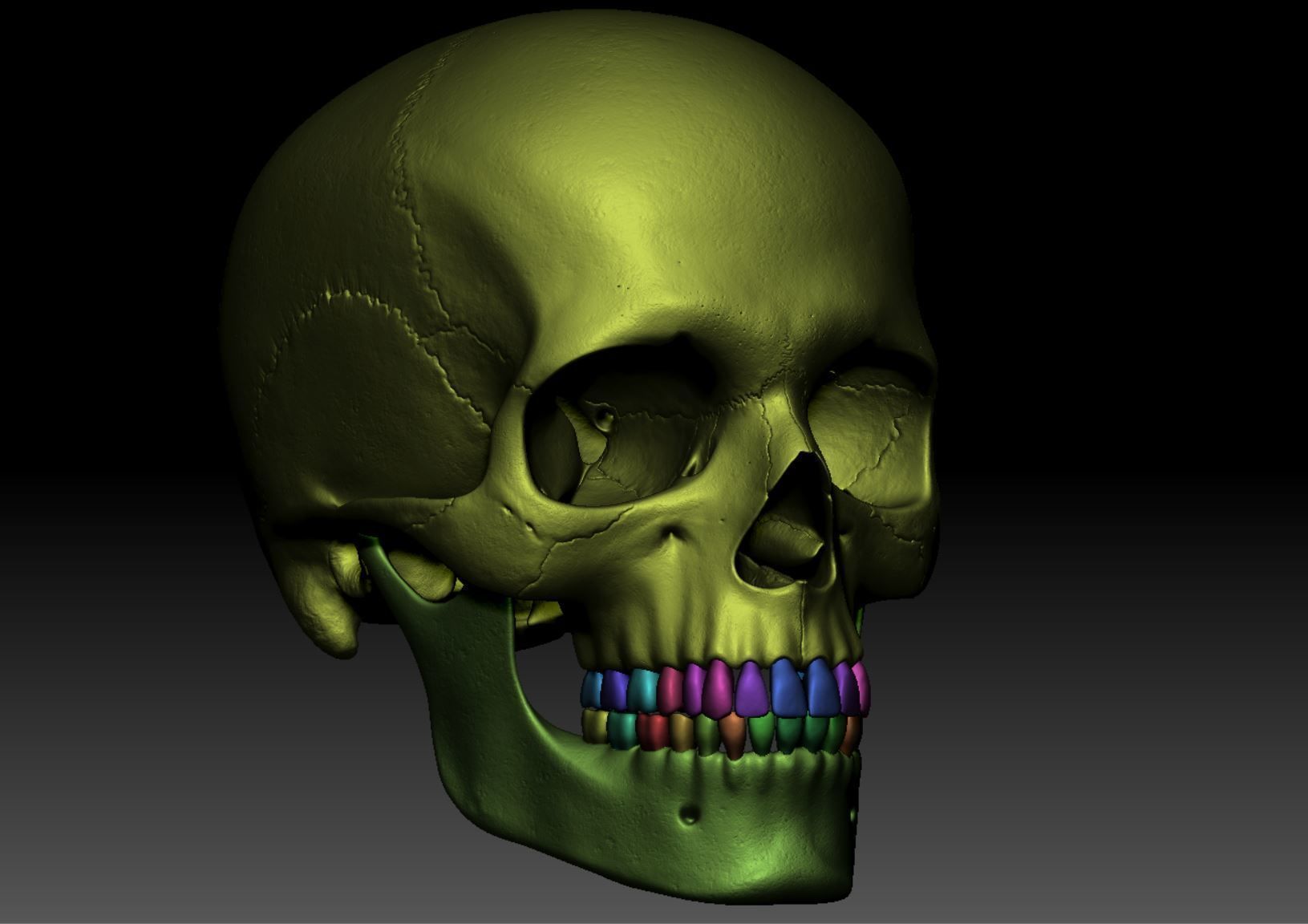 Skeleton - Skeletal System - 3D Printing 3D print model_141