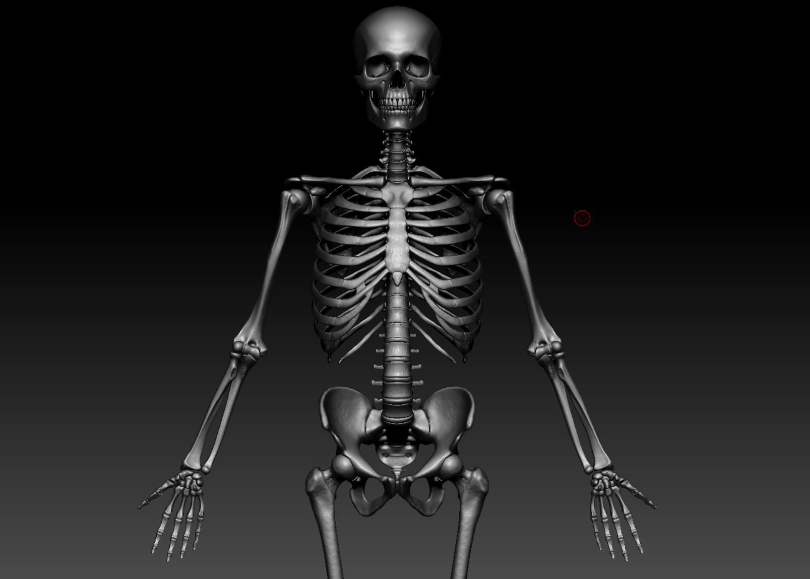 Skeleton - Skeletal System - 3D Printing 3D print model_130