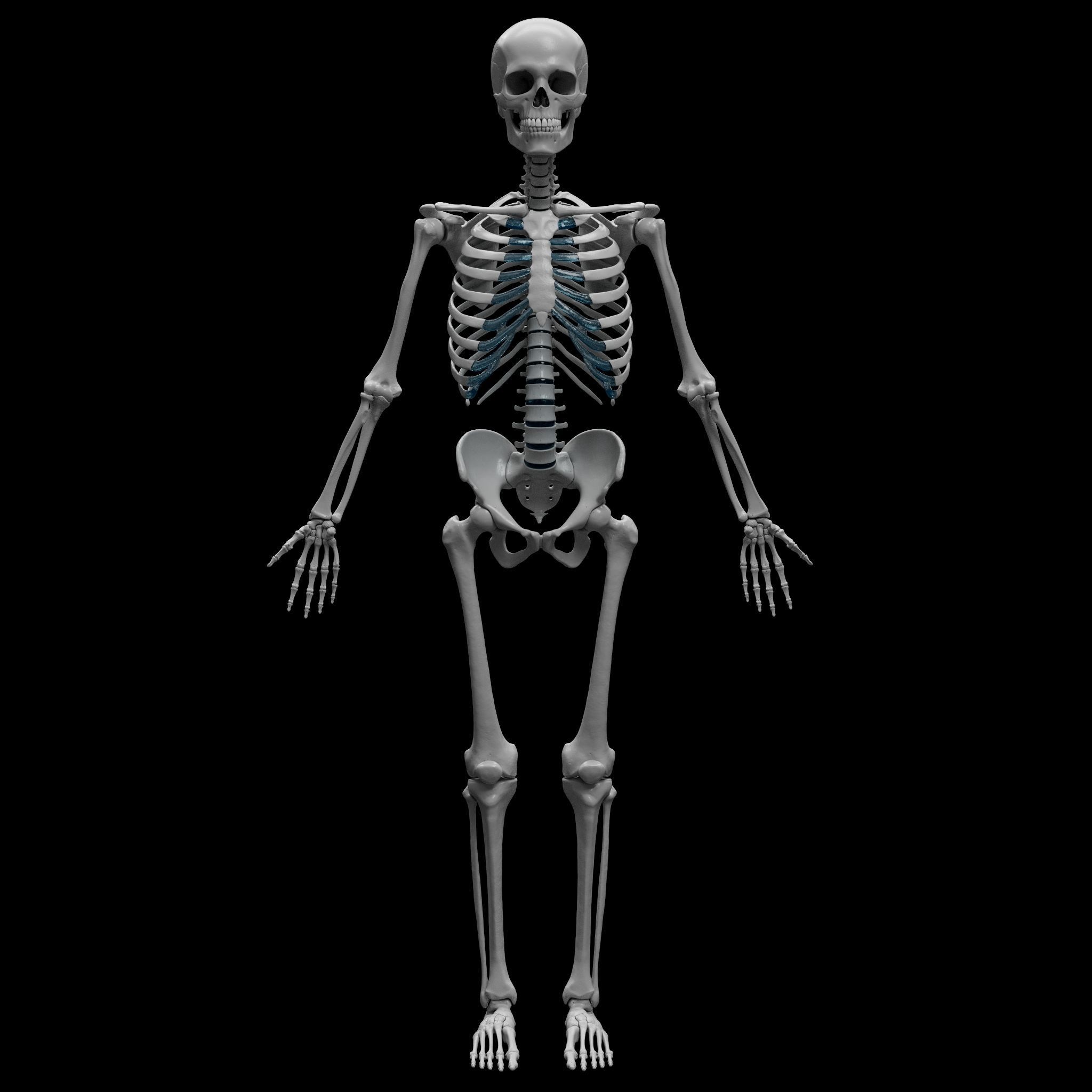 Skeleton - Skeletal System - 3D Printing 3D print model_11