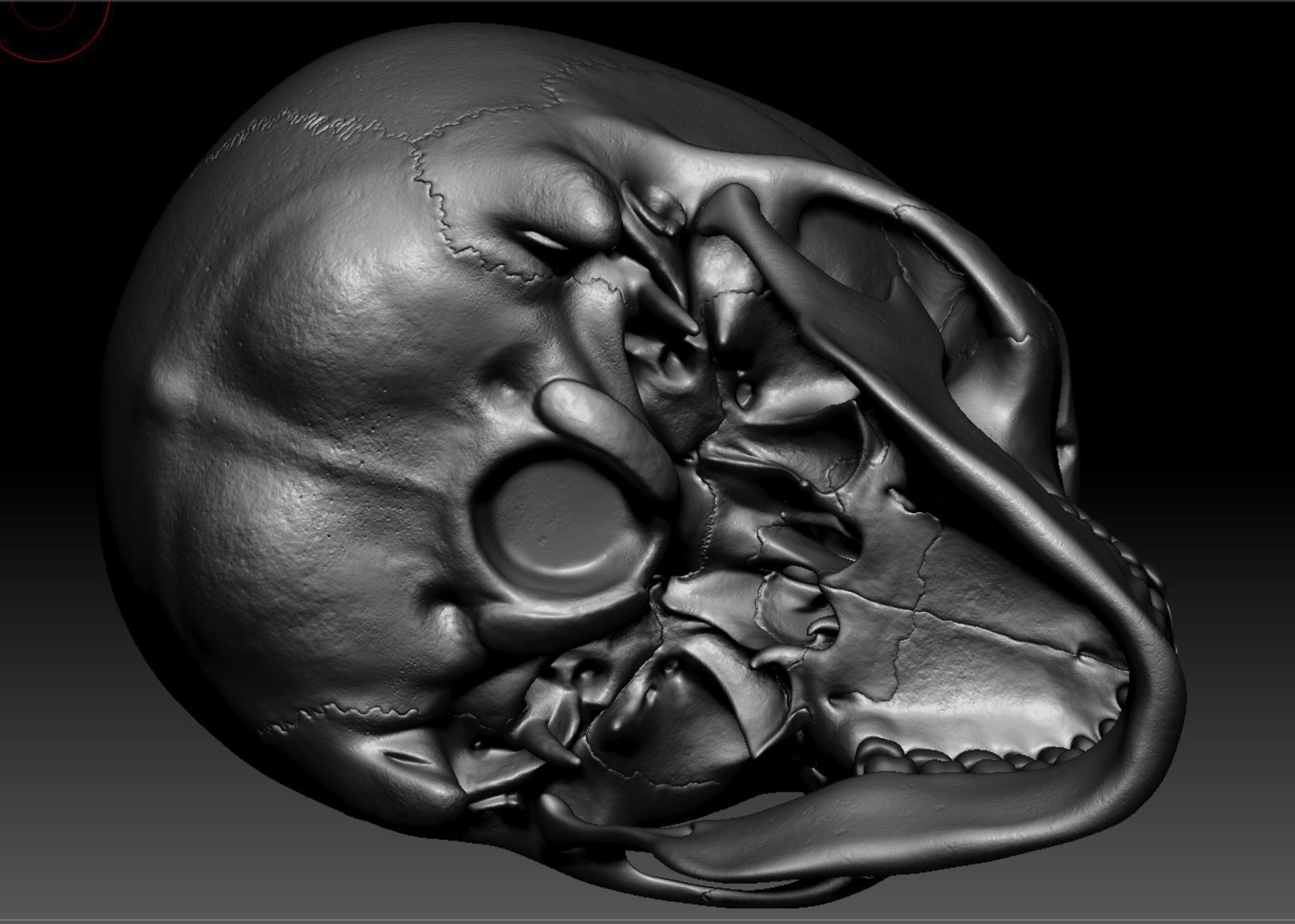 Skeleton - Skeletal System - 3D Printing 3D print model_135