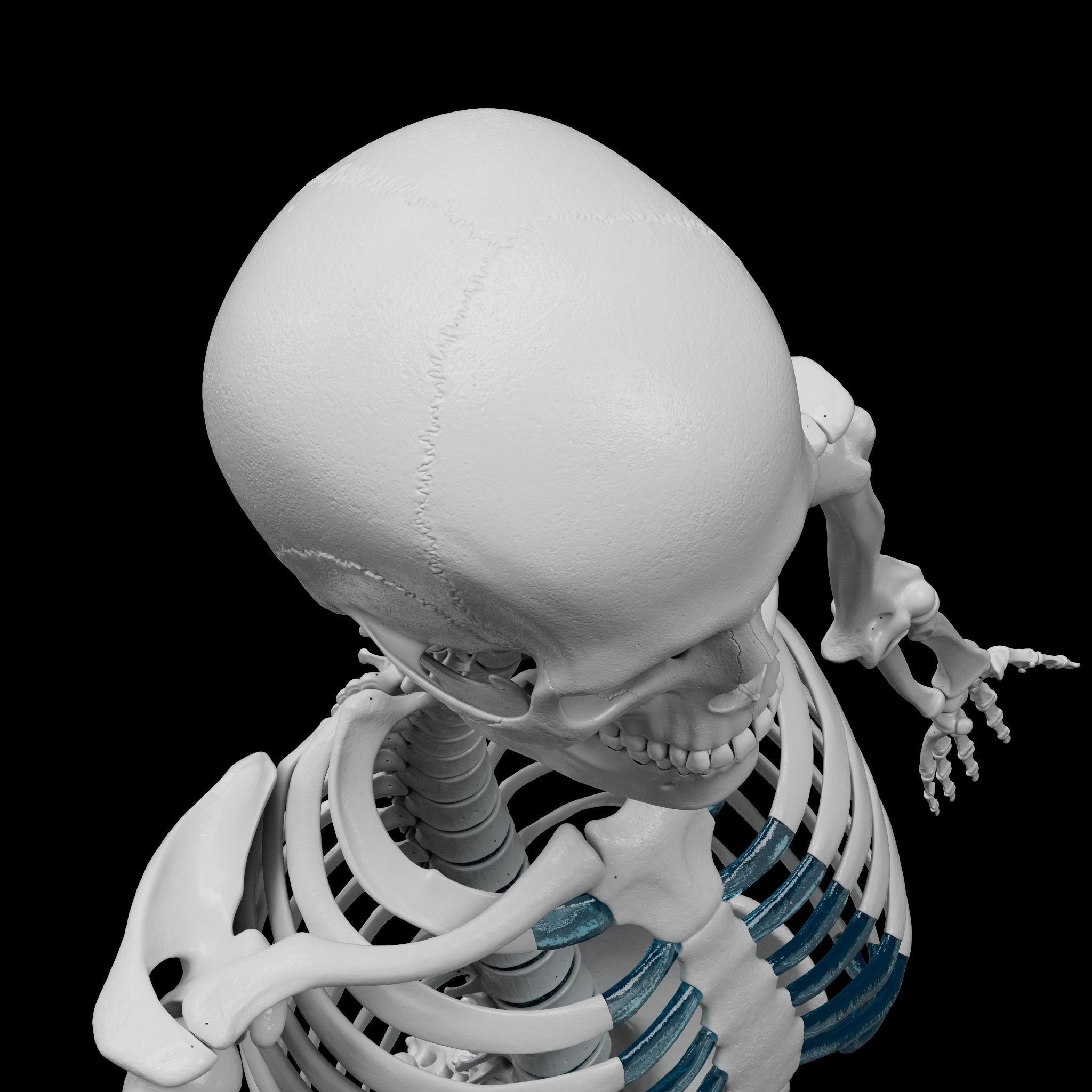 Skeleton - Skeletal System - 3D Printing 3D print model_22