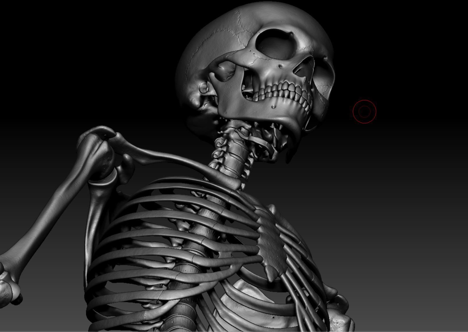 Skeleton - Skeletal System - 3D Printing 3D print model_132