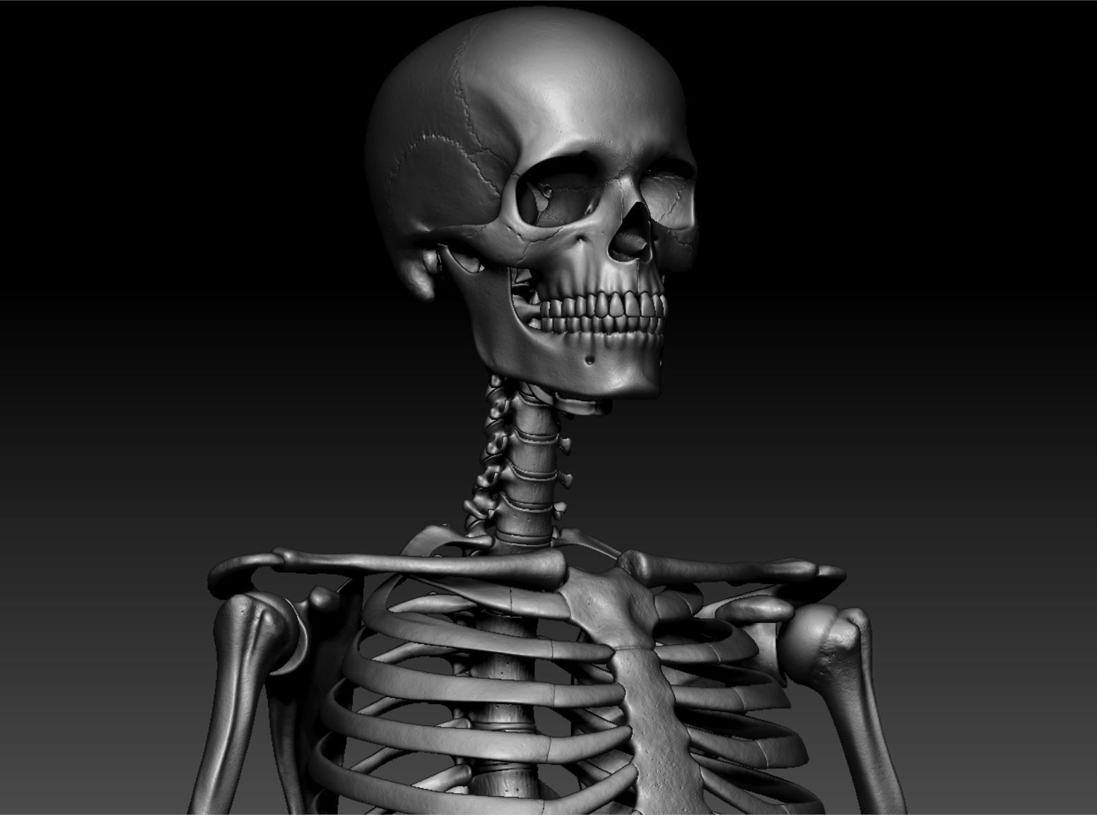 Skeleton - Skeletal System - 3D Printing 3D print model_126