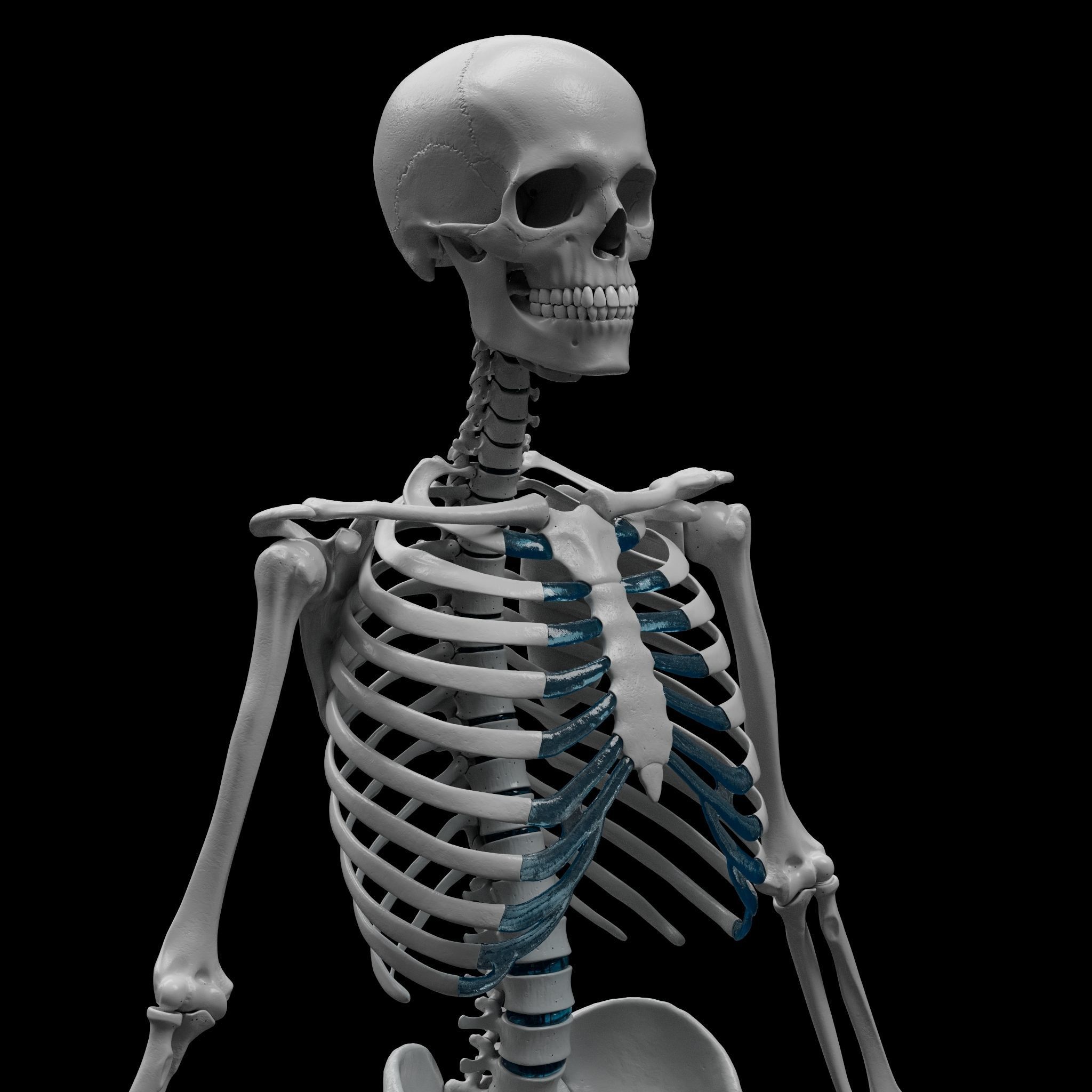 Skeleton - Skeletal System - 3D Printing 3D print model_3