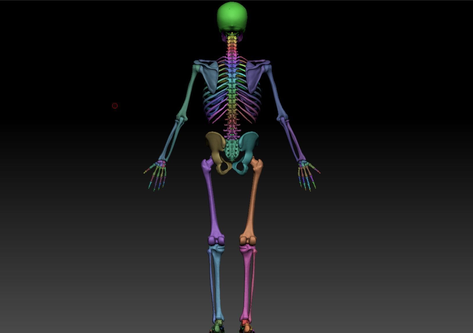 Skeleton - Skeletal System - 3D Printing 3D print model_111